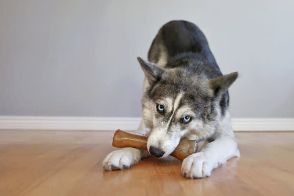 Nylabone Just for Puppies Teething Chew Classic Bone Chicken, 1ea/XL/Souper  50 Lbs. 1 ct