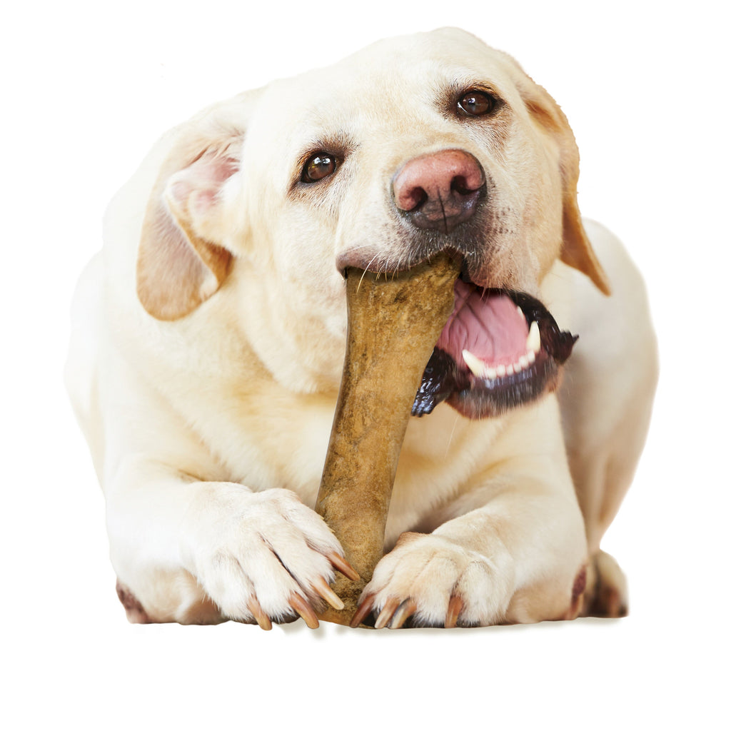 Nylabone Healthy Edibles AllNatural Long Lasting Chew Treats 1 Count, 1ea/Souper  50 lb