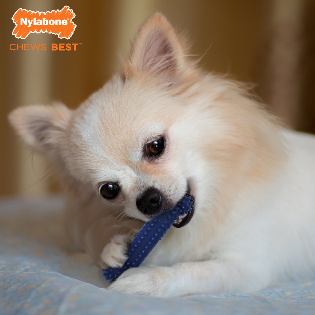 Nylabone Moderate Chew Textured Dog Dental Chew Toy Chicken, Blue, 1ea/XS/Petite  Up To 15 Lbs. 1 ct