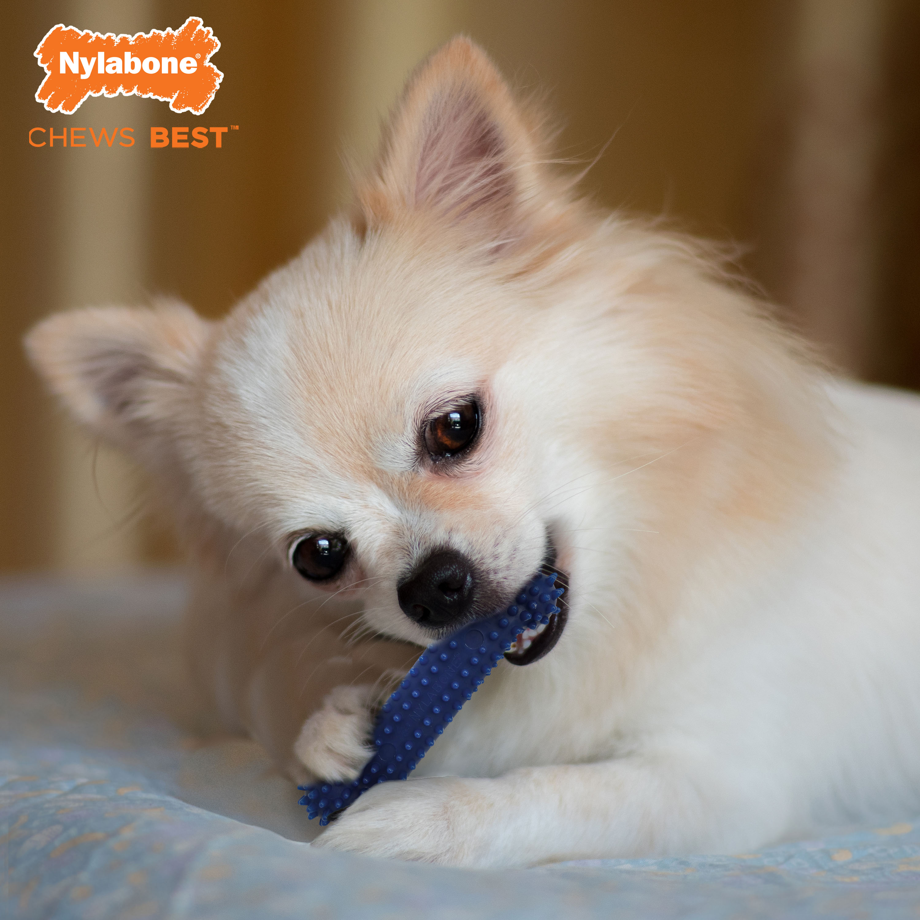 Nylabone Moderate Chew Textured Dog Dental Chew Toy Chicken, Blue, 1ea/XS/Petite  Up To 15 Lbs. 1 ct
