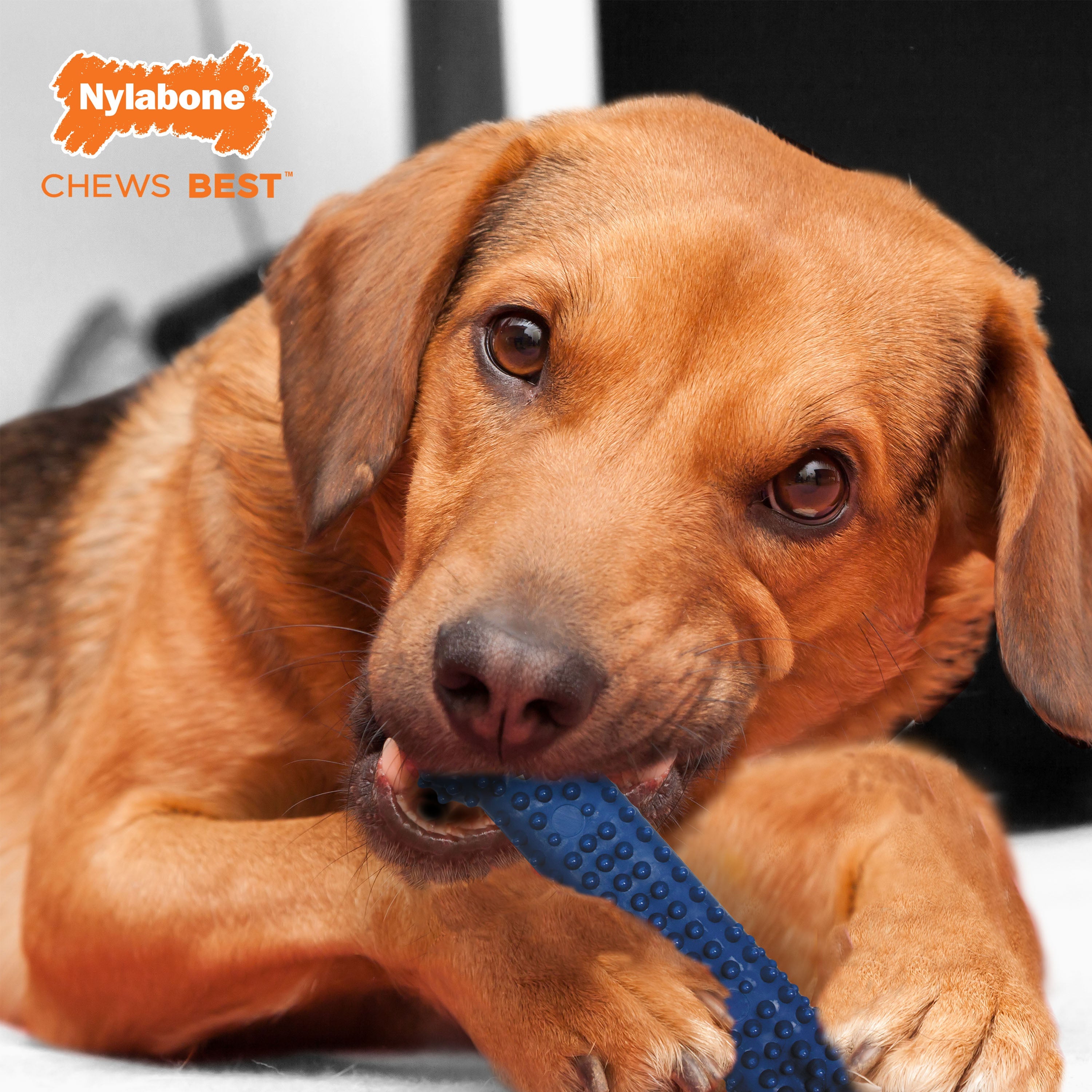 Nylabone Moderate Chew Textured Dog Dental Chew Toy Chicken, Blue, 1ea/Medium/Wolf  Up To 35 Lbs. 1 ct