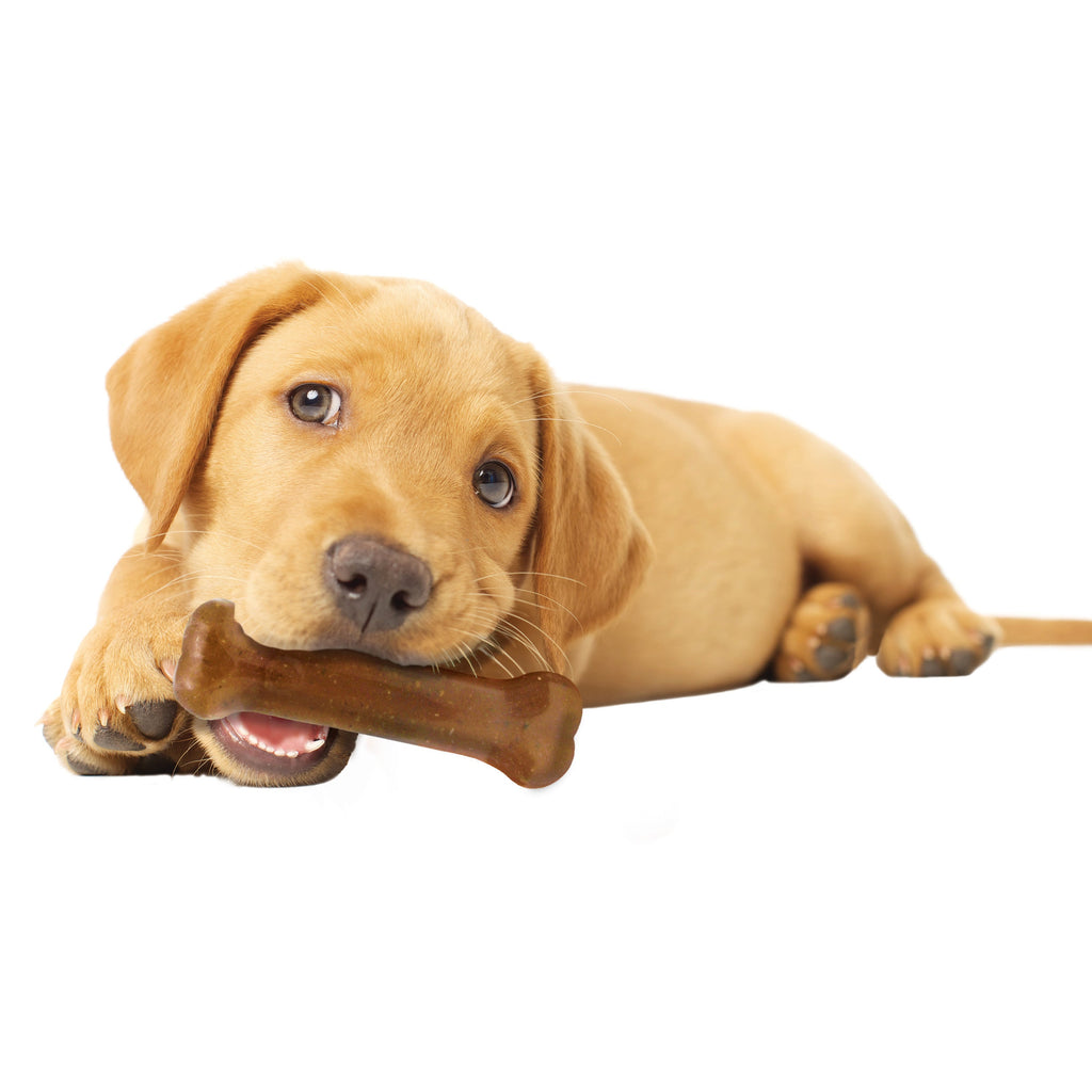 Nylabone Puppy Starter Kit Dog Chew Toys  Treat Chicken  Bacon, 1ea/SMall/Regular  Up To 25 Ibs. 3 ct