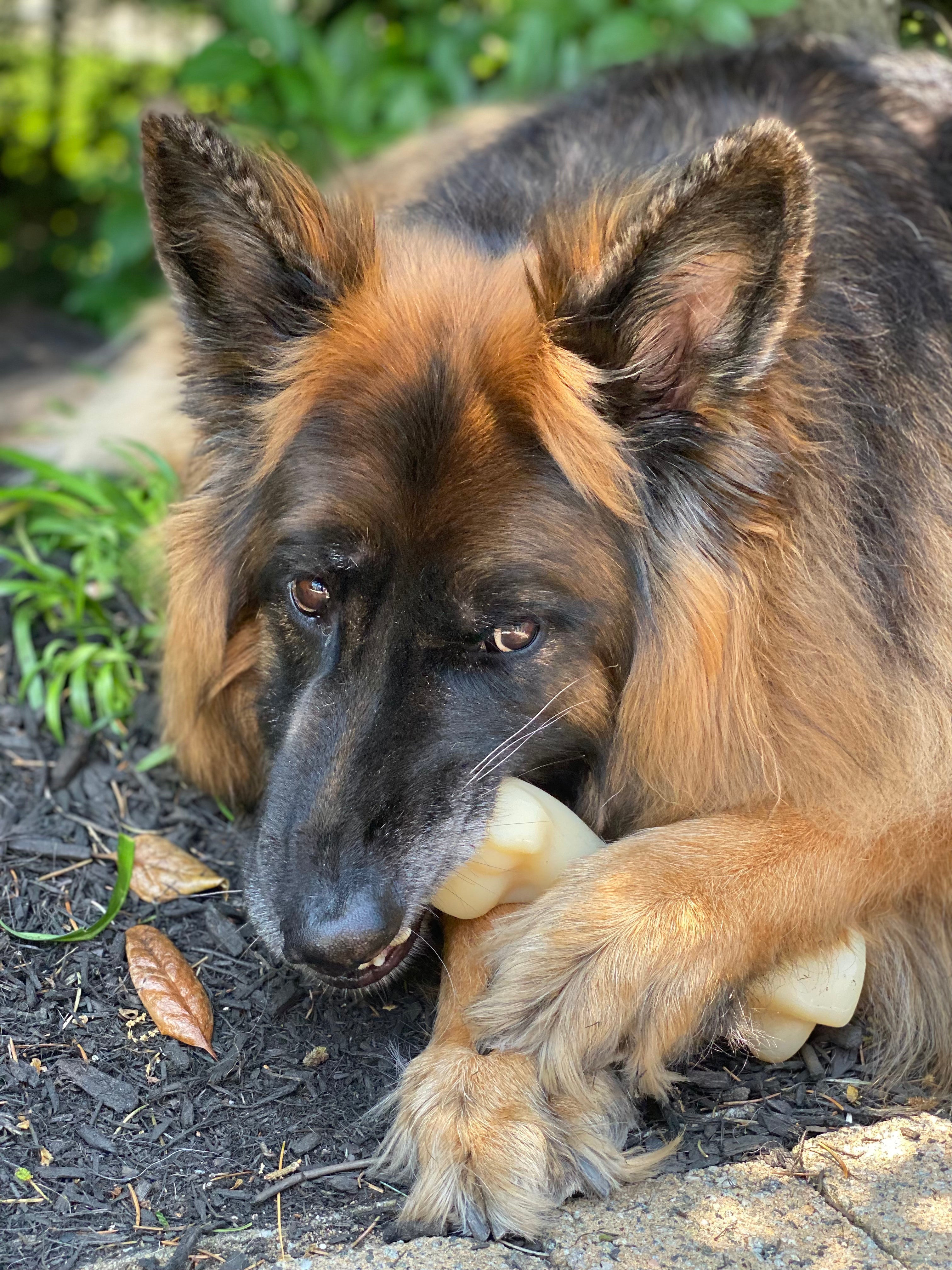 Nylabone Power Chew Femur Bone BIG Dog Chew Toy Chicken, 1ea/XXL/Monster  50 Lbs. 1 ct