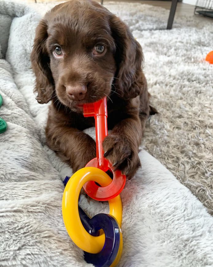 Nylabone Just for Puppies Teething Chew Toy Keys Bacon, 1ea/SMall/Regular  Up To 25 Ibs. 1 ct