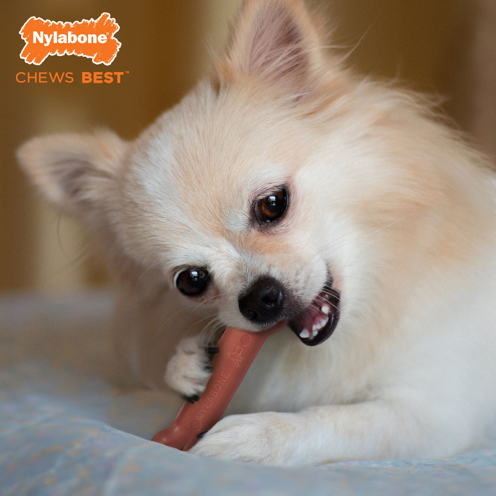 Nylabone Power Chew Dog Toy Bacon, 1ea/XS/Petite  Up To 15 Lbs. 1 ct