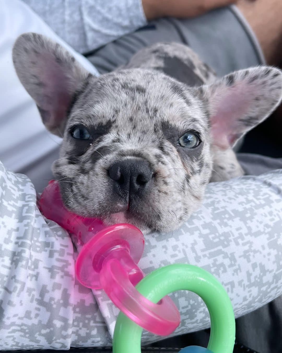 Nylabone Puppy Pacifier Teething Toy Bacon, 1ea/SMall/Regular  Up To 25 Ibs. 1 ct