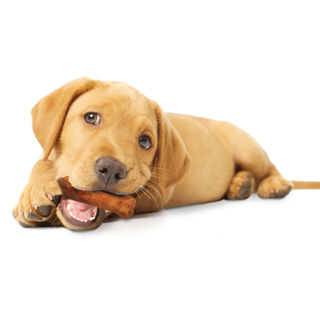 Nylabone Healthy Edibles AllNatural Long Lasting Puppy Chew Treats Turkey  Sweet Potato, 1ea/SMall/Regular  Up To 25 Ibs. 3 ct