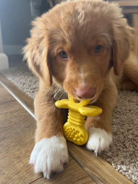 Nylabone Puppy Rubber Teethers Vanilla, 1ea/SMall/Regular  Up To 25 Ibs. 1 ct