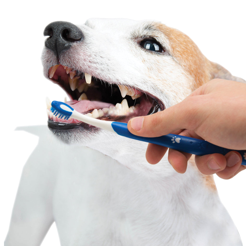 Nylabone Advanced Oral Care Puppy Dental Kit Original, 1ea/2.5 oz 3 ct