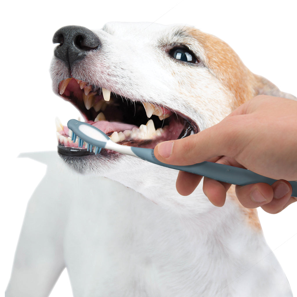 Nylabone Advanced Oral Care Dog Dental Kit Original, 1ea/2.5 oz 3 ct