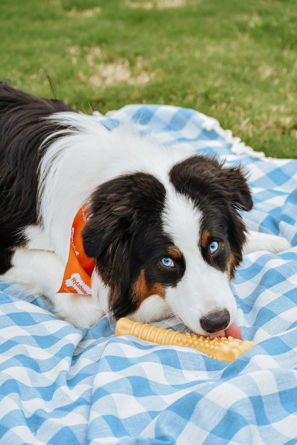 Nylabone Power Chew Dog Toy Peanut Butter, 1ea/XL/Souper  50 Lbs. 1 ct