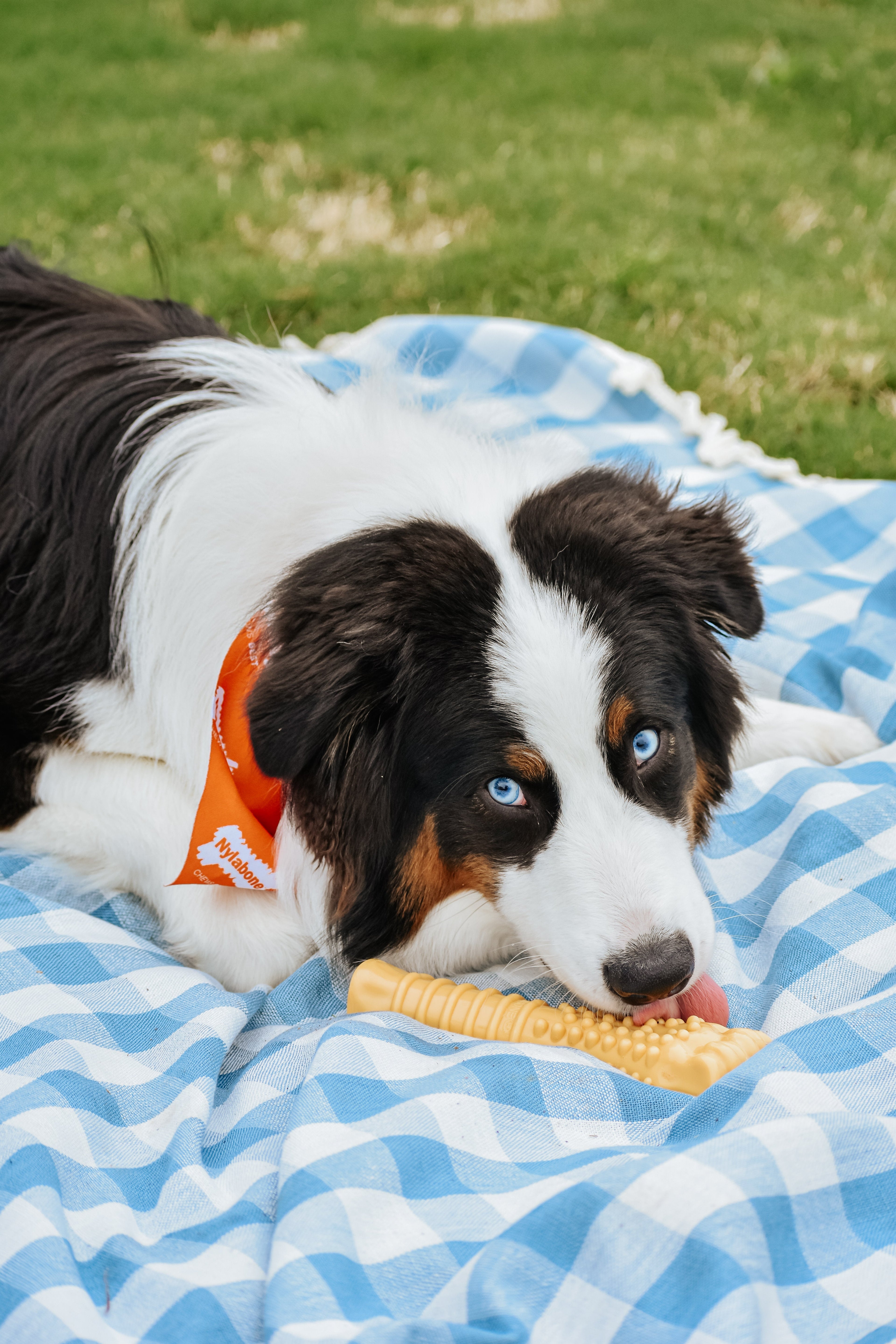 Nylabone Power Chew Dog Toy Peanut Butter, 1ea/XL/Souper  50 Lbs. 1 ct