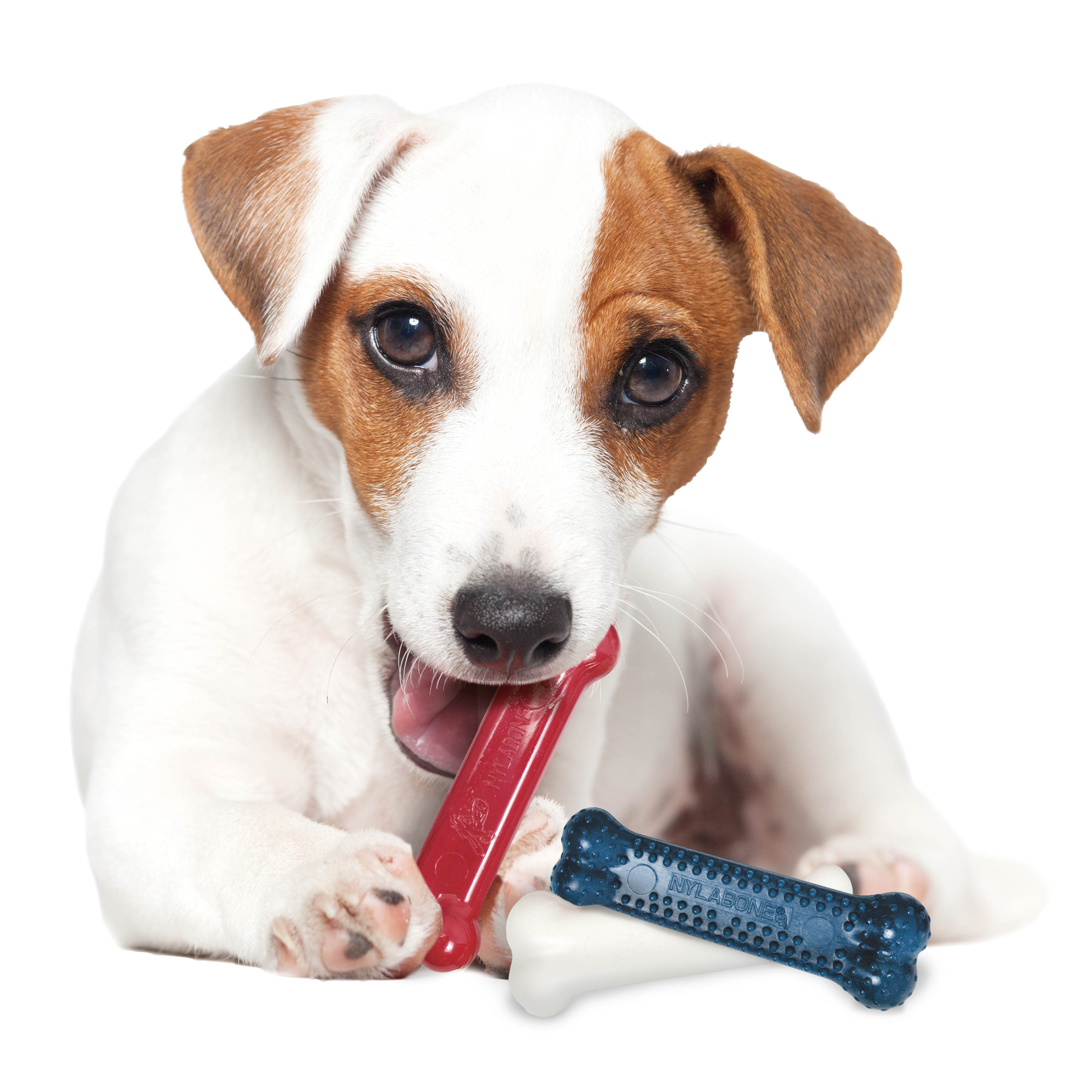 Nylabone Power Chew Variety Triple Pack Chicken, Bacon  Peanut Butter, 1ea/SMall/Regular  Up To 25 Ibs. 3 ct