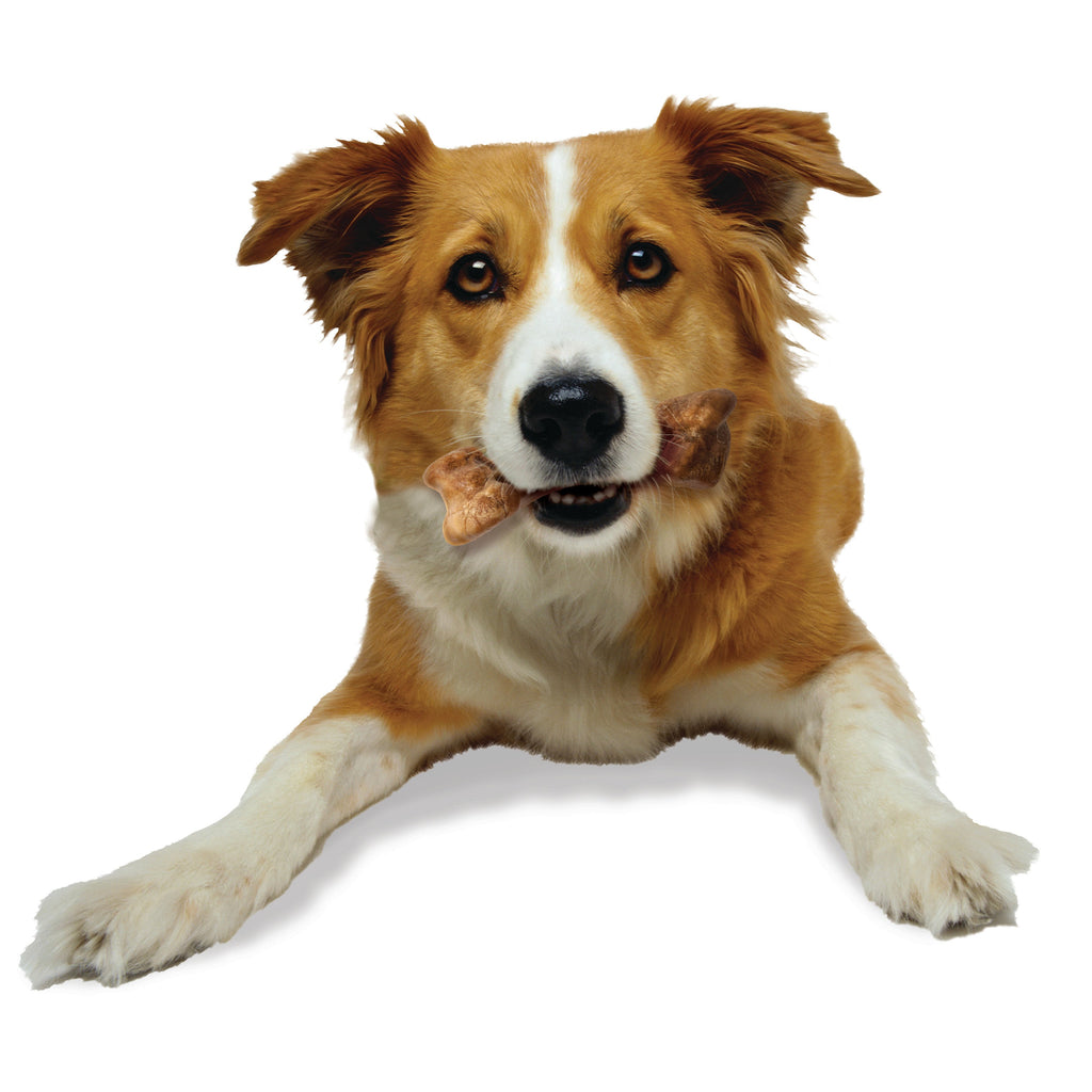 Nylabone Healthy Edibles WILD AllNatural Long Lasting Chew Treats Bison, 1ea/Medium/Wolf  Up To 35 Lbs. 2 ct