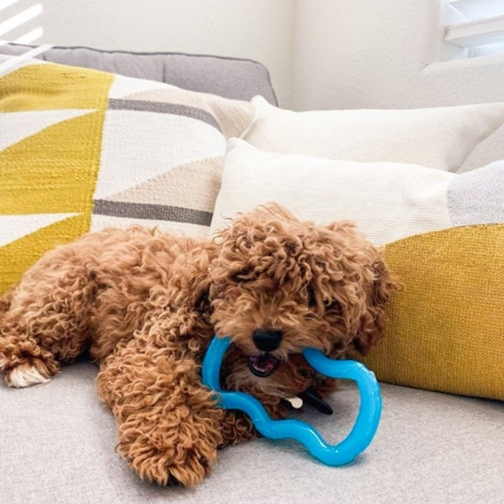 Nylabone Puppy Chew Toy Teething Toy for Puppies 1ea/XS/Petite  Up To 15 Lbs. 1 ct