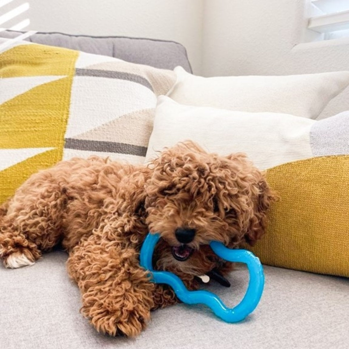 Nylabone Puppy Chew Toy Teething Toy for Puppies 1ea/XS/Petite  Up To 15 Lbs. 1 ct