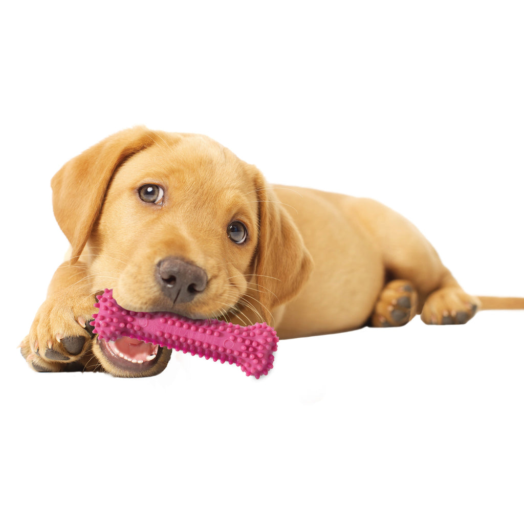 Nylabone Puppy Chew Variety Toy  Treat Triple Pack Chicken  Lamb Starter Kit, 1ea/SMall/Regular  Up To 25 Ibs.