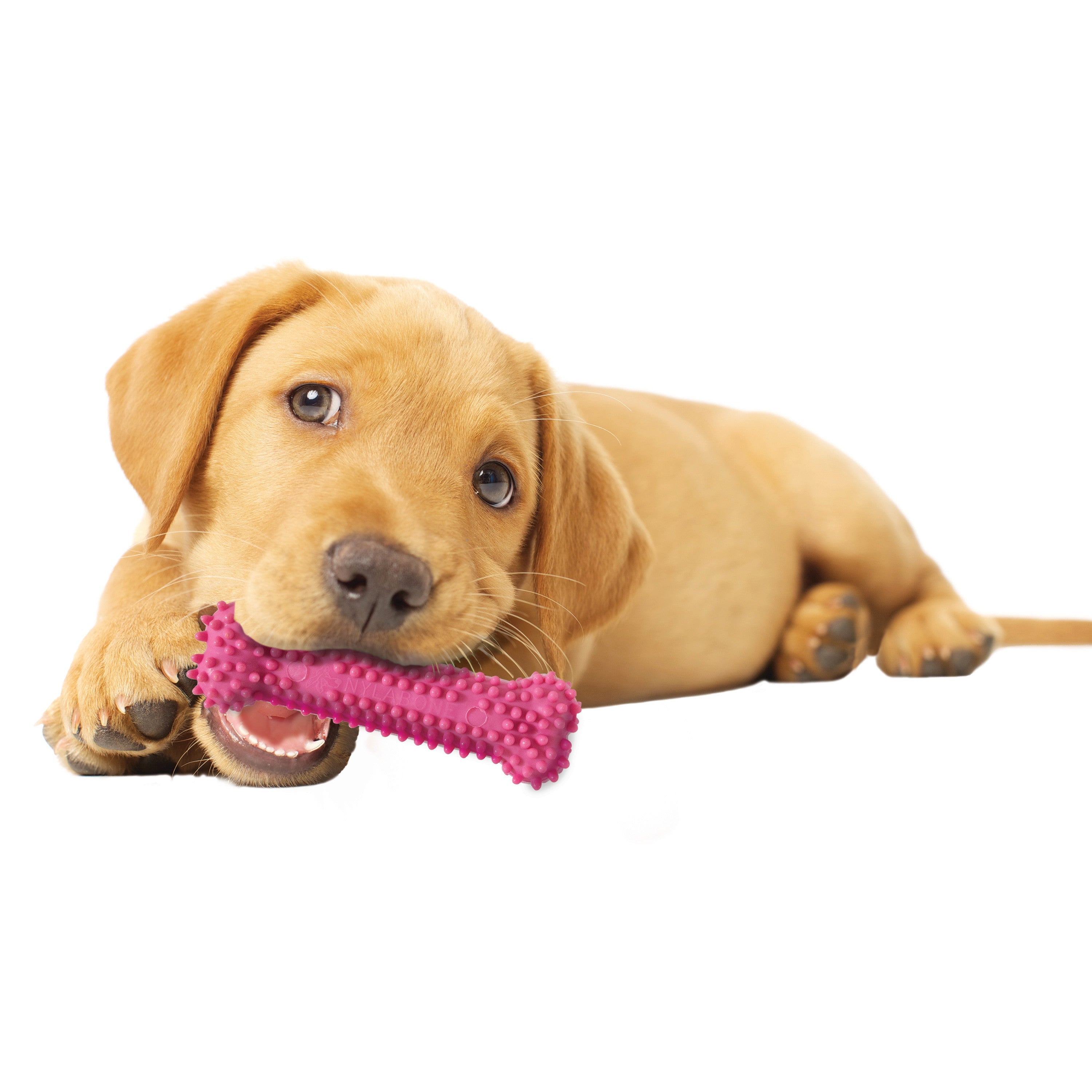 Nylabone Puppy Chew Variety Toy  Treat Triple Pack Chicken  Lamb Starter Kit, 1ea/SMall/Regular  Up To 25 Ibs.