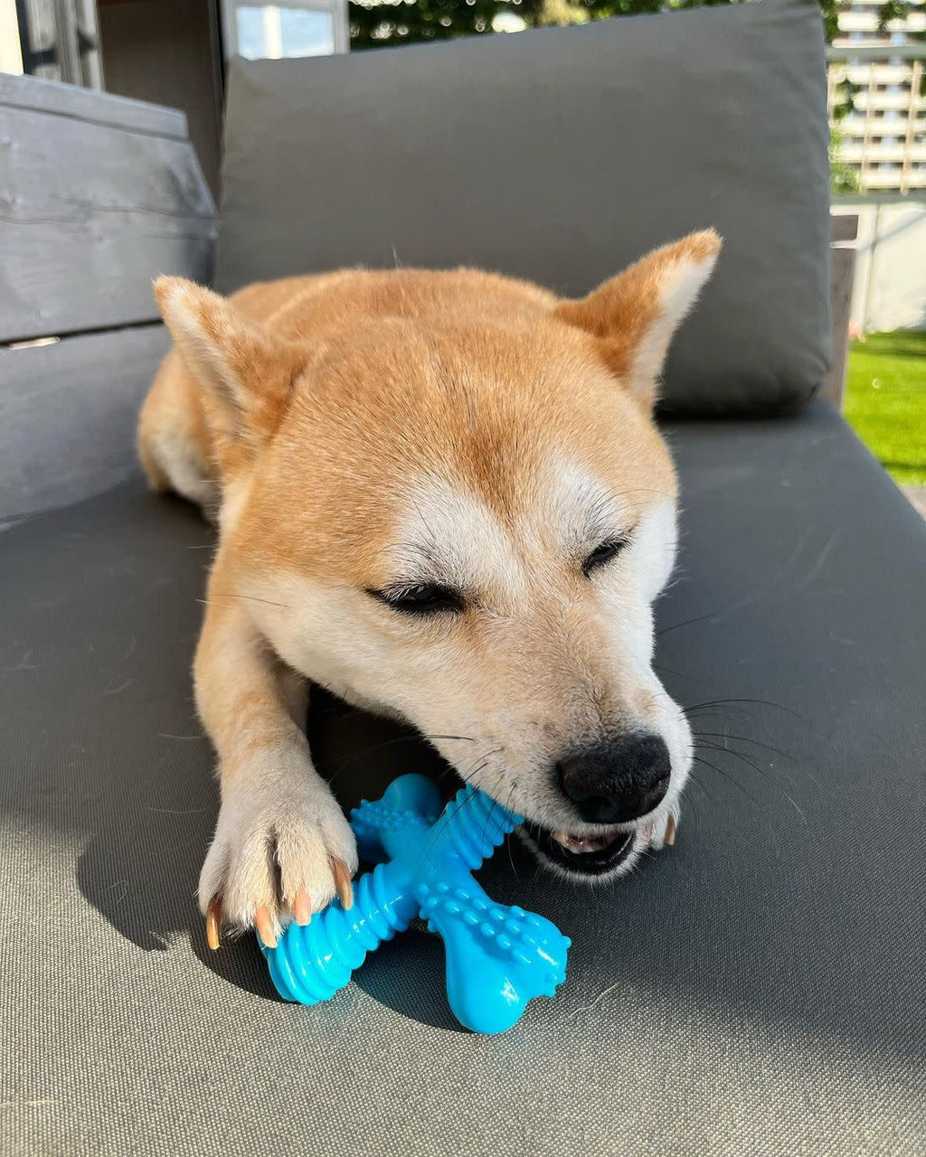Nylabone Power Chew Comfort Hold X Bone Dog Toy Beef, 1ea/SMall/Regular  Up To 25 Ibs. 1 ct