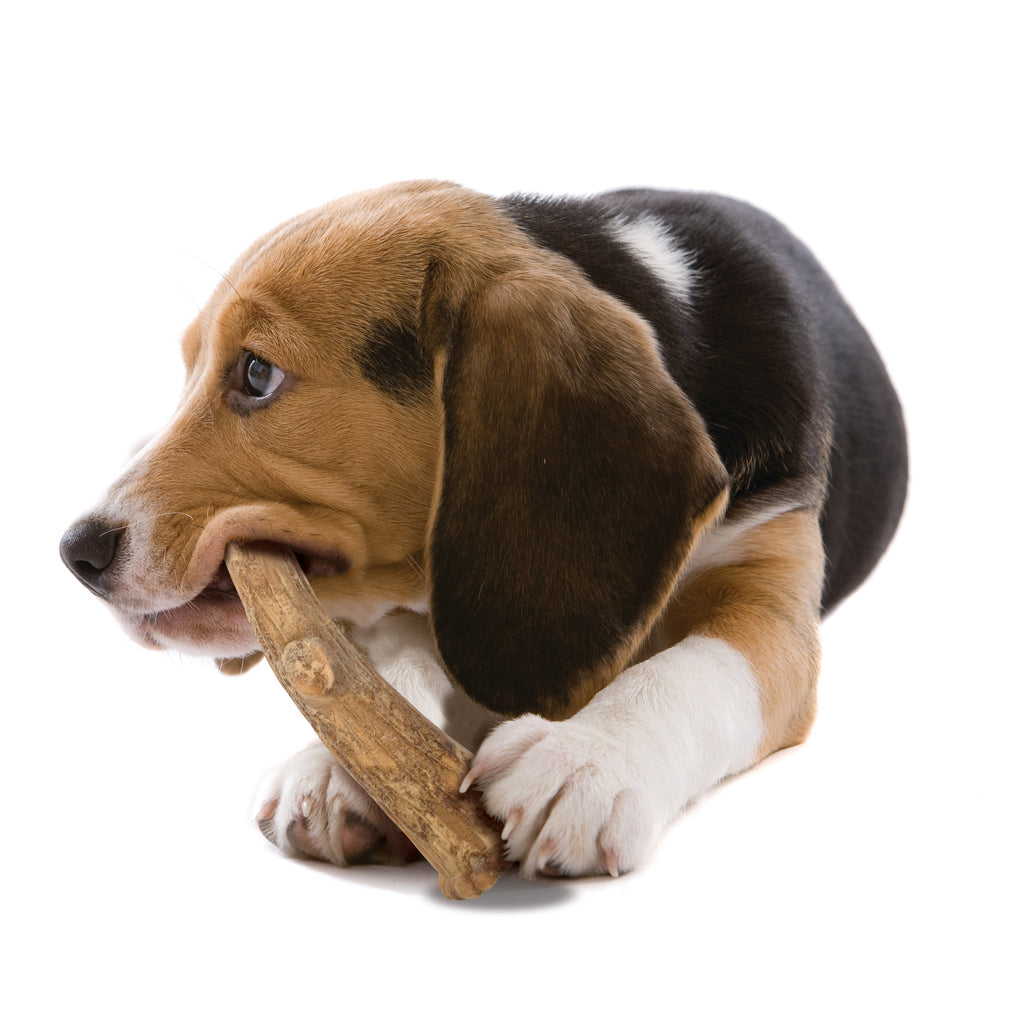 Nylabone Healthy Edibles WILD AllNatural Long Lasting Antler Chew Treats Venison, 1ea/Large/Giant  Up To 50 Lbs. 2 ct