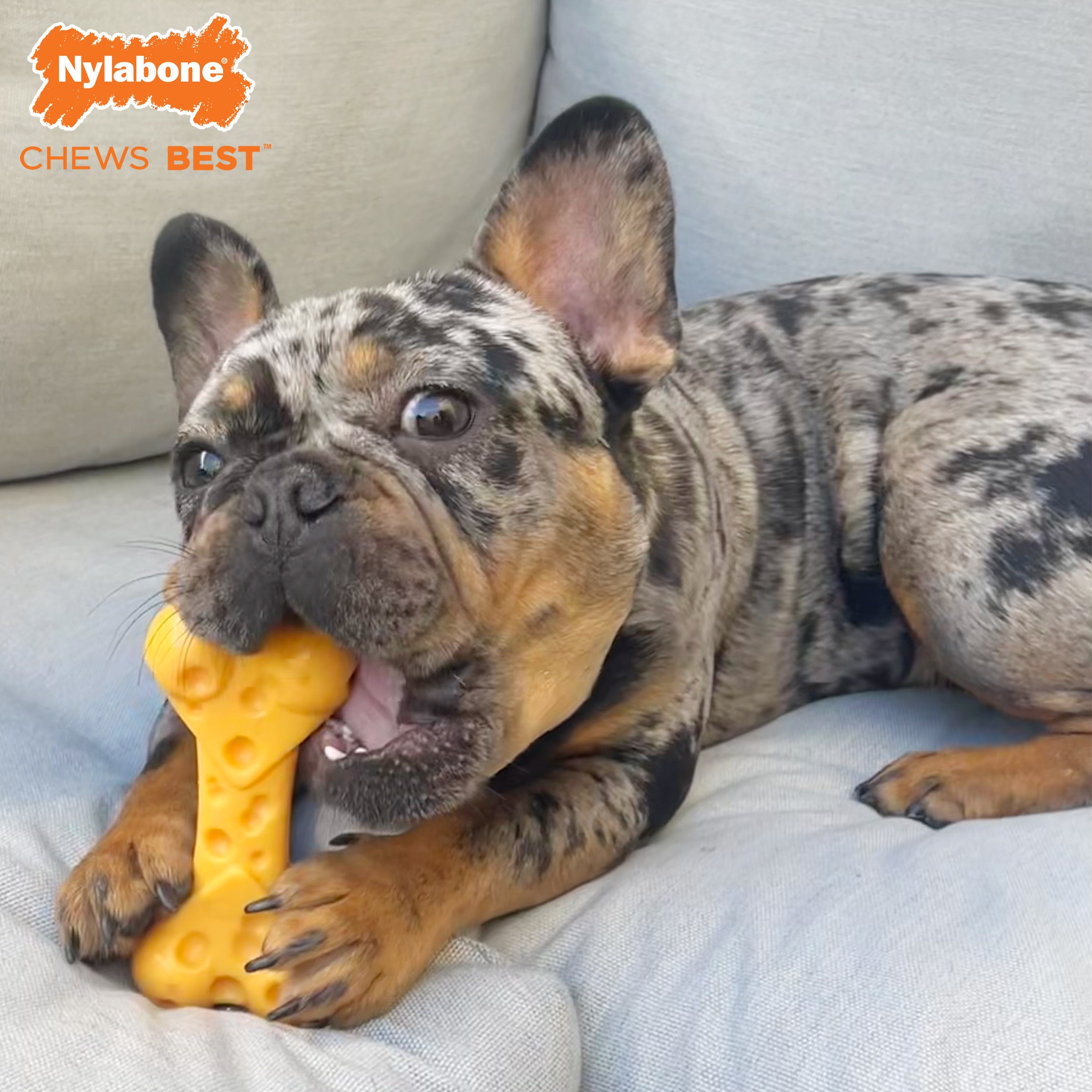 Nylabone Power Chew Cheese Dog Toy Cheese, 1ea/Medium/Wolf  Up To 35 Lbs. 1 ct