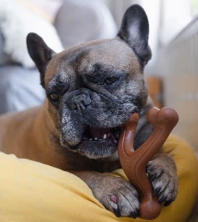 Nylabone Ergonomic Hold  Chew Wishbone Power Chew Durable Dog Toy Bison, 1ea/Large/Giant  Up To 50 lb