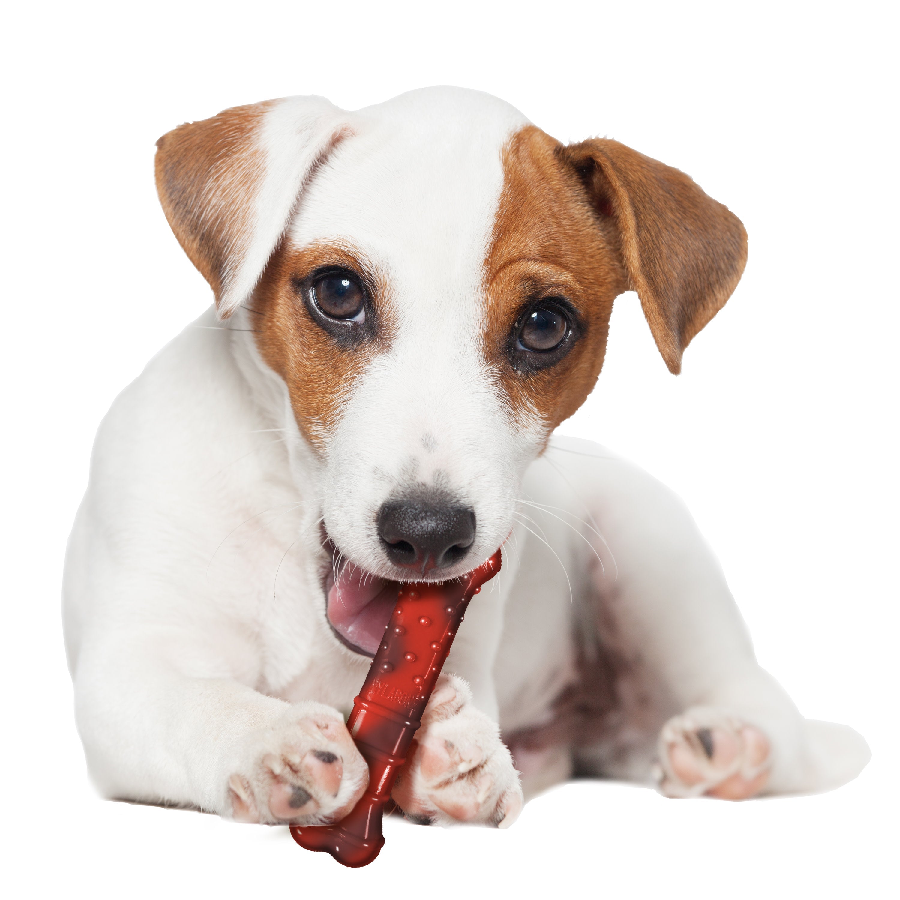 Nylabone Flavor Frenzy Power Chew Durable Dog Chew Toy Beef Jerky, 1ea/SMall/Regular  Up To 25 Ibs. 1 ct