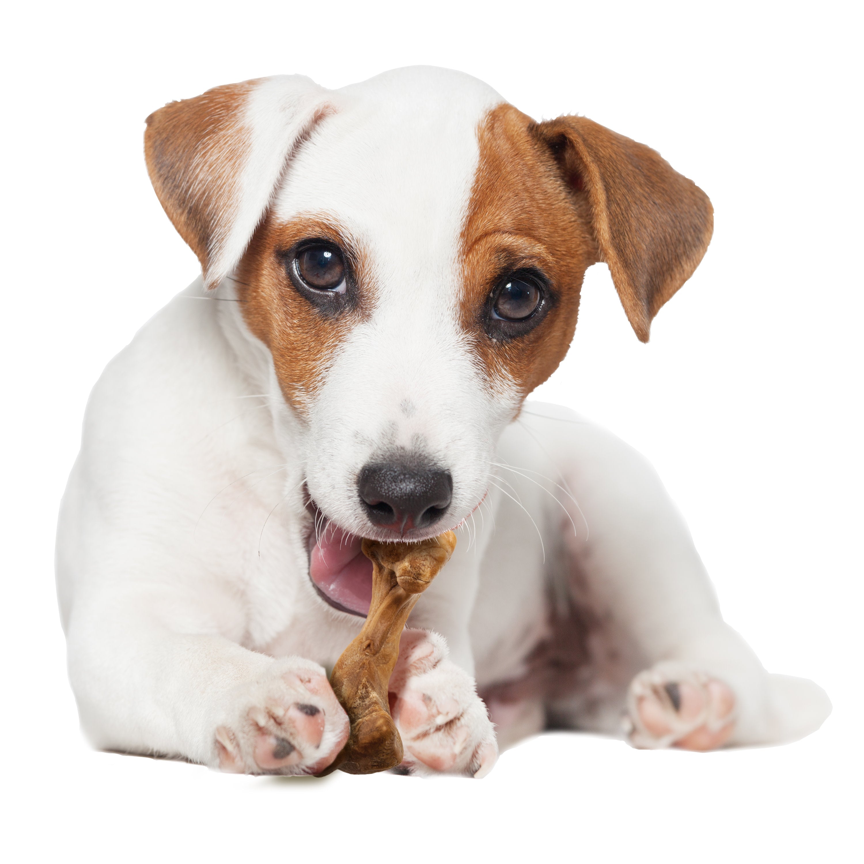 Nylabone Healthy Edibles Broth Bone AllNatural Long Lasting Chew Treats Ham, 1ea/SMall/Regular  Up To 25 Ibs. 4 ct