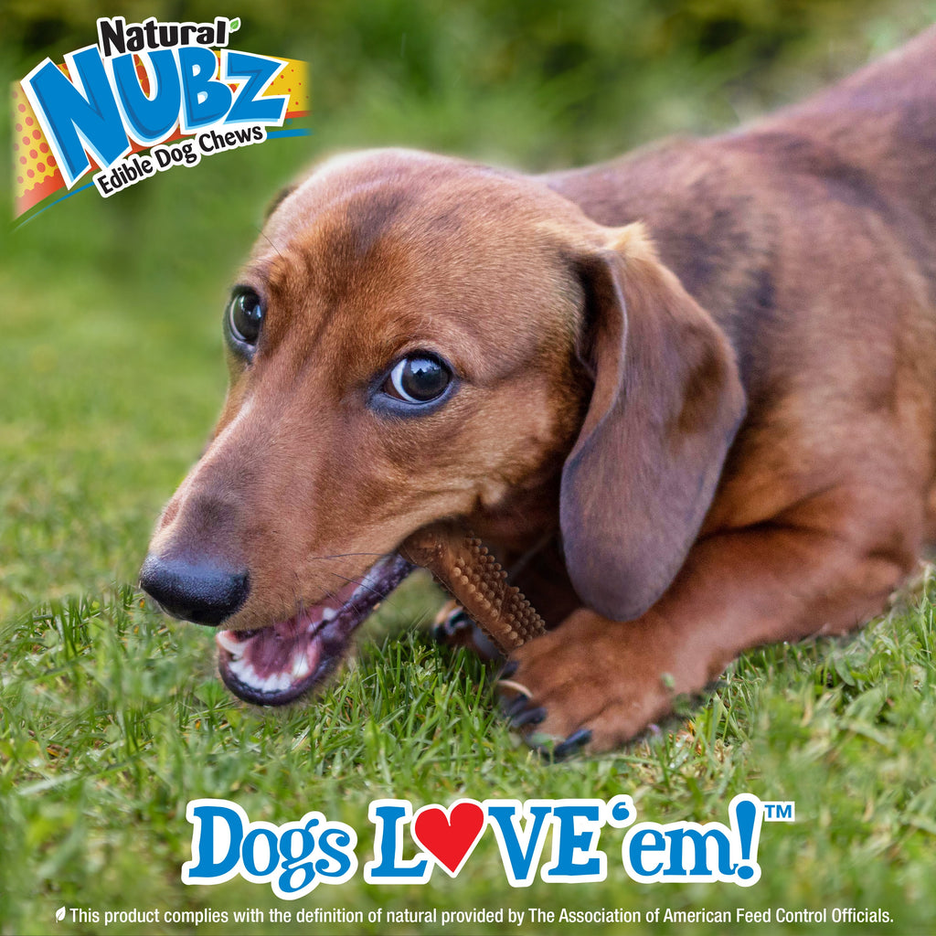 Nylabone Nubz Meaty Center Natural Long Lasting Edible Dog Chews Beef, 1ea/SMall  Up To 30 Lbs. 20 ct