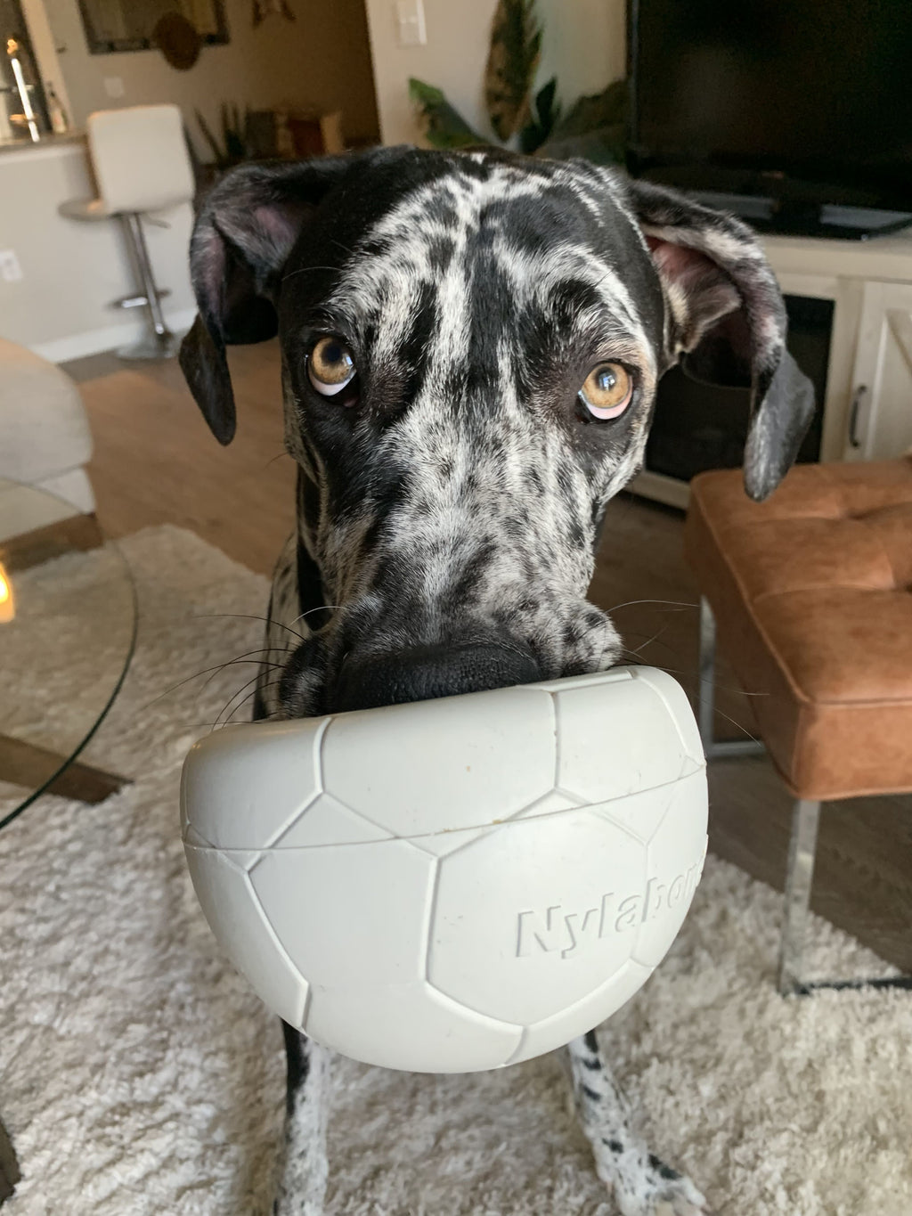 Nylabone Power Play Gripz Dog Soccer Ball Toy 1ea/Medium/Wolf  Up To 35 Lbs. 1 ct