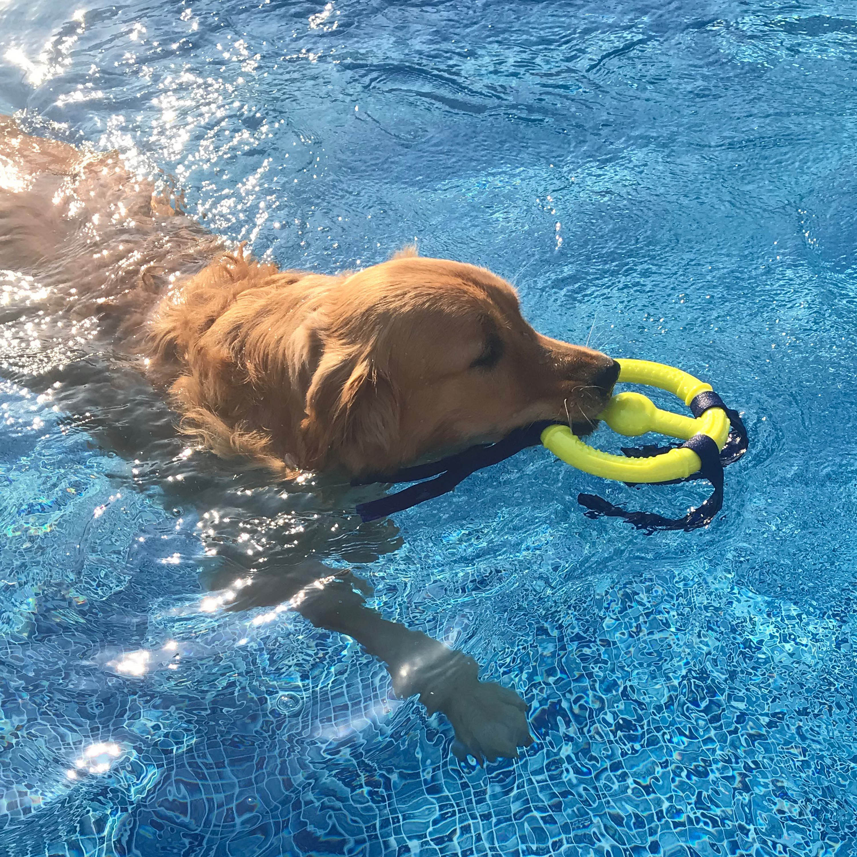 Nylabone Power Play Ring Thing Floatable Dog Toy 1ea/Medium/Wolf  Up To 35 Lbs. 1 ct