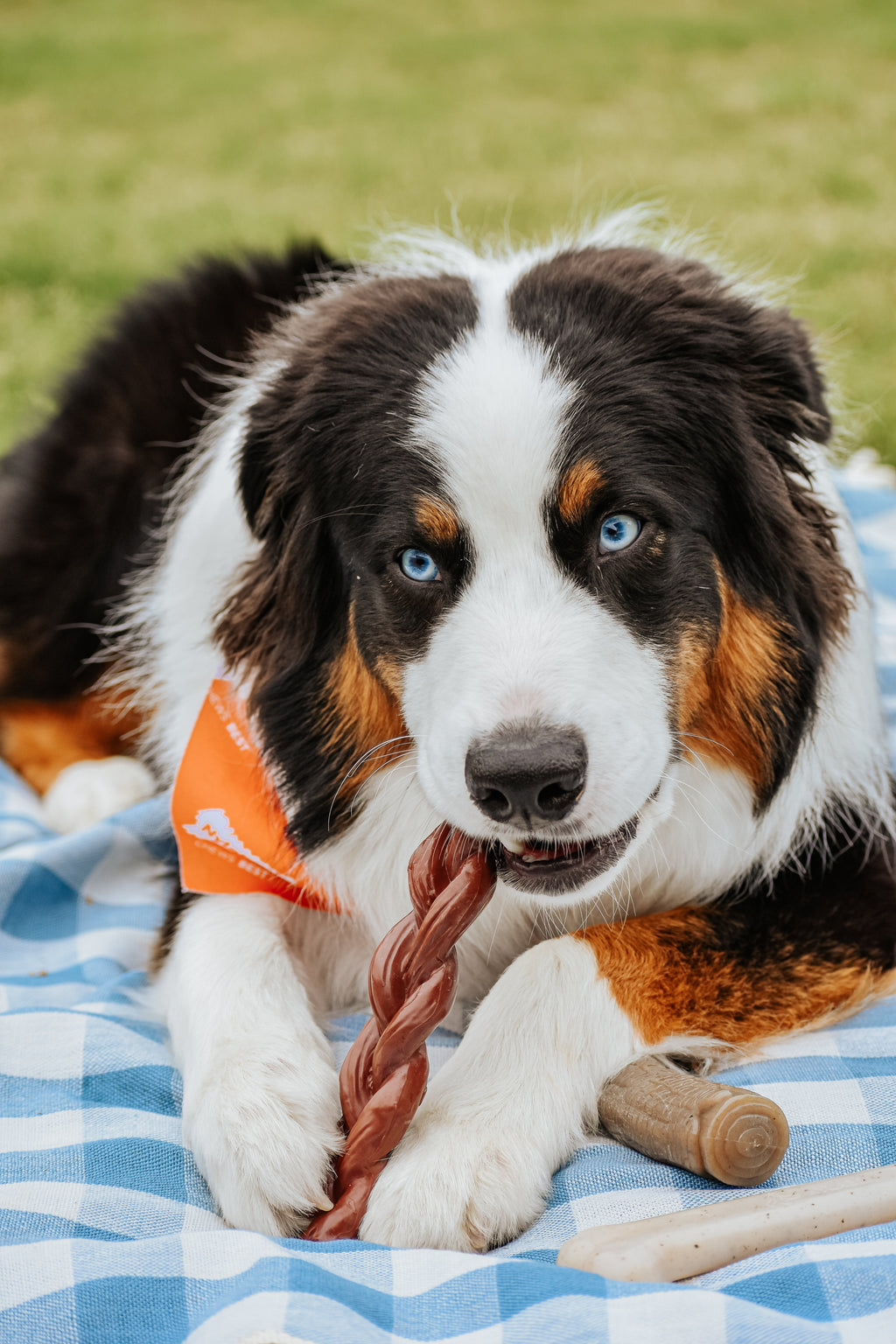 Nylabone Power Chew Braided Bully Stick Alternative Chew Toy Beef, 1ea/Large/Giant  Up To 50 Lbs. 1 ct