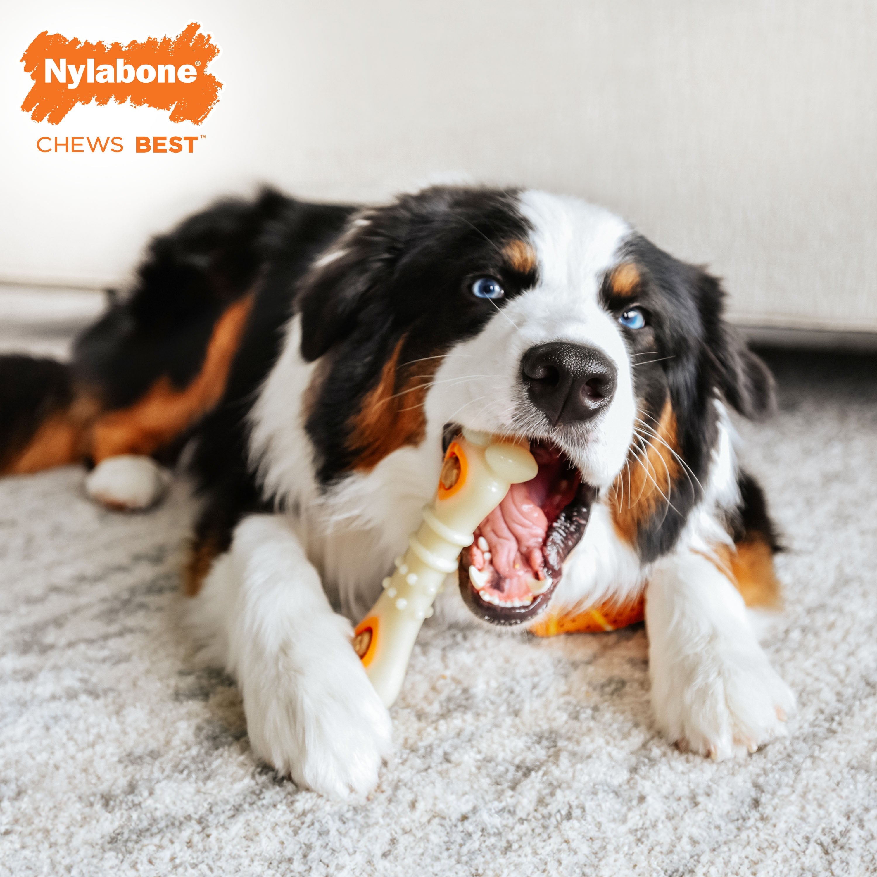 Nylabone Power Chew Souper Bone  PopIn Treat Toy Combo Chicken, 1ea/Medium/Wolf  Up To 35 Lbs. 1 ct