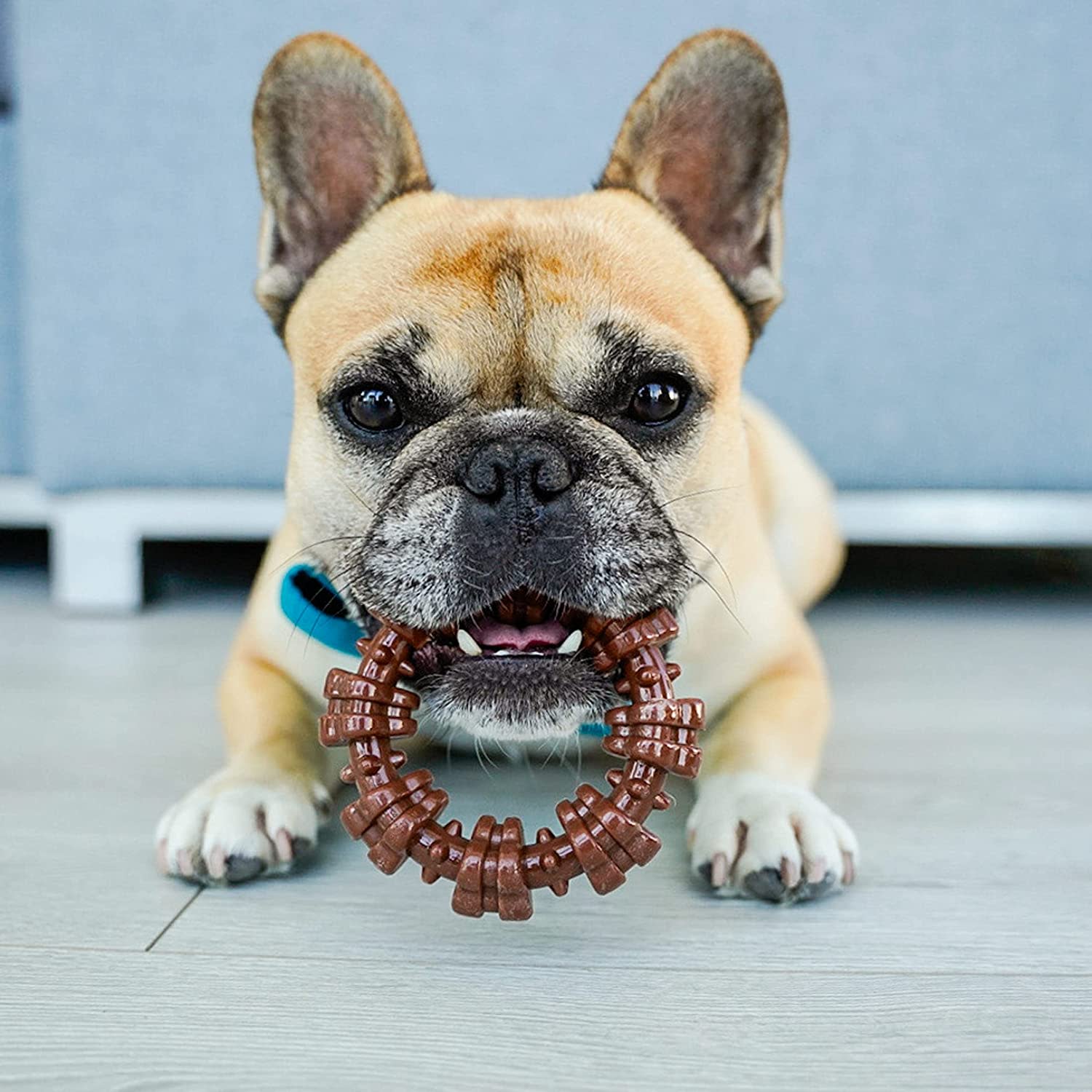 Nylabone Power Chew Textured Dog Ring Toy Flavor Medley, 1ea/SMall/Regular  Up To 25 Ibs. 1 ct