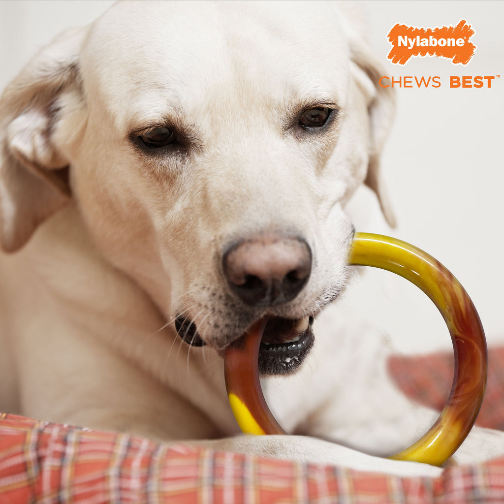Nylabone Power Chew Flavor Frenzy Ring Dog Chew Toy Bacon Cheeseburger, 1ea/Large/Giant  Up To 50 Lbs. 1 ct