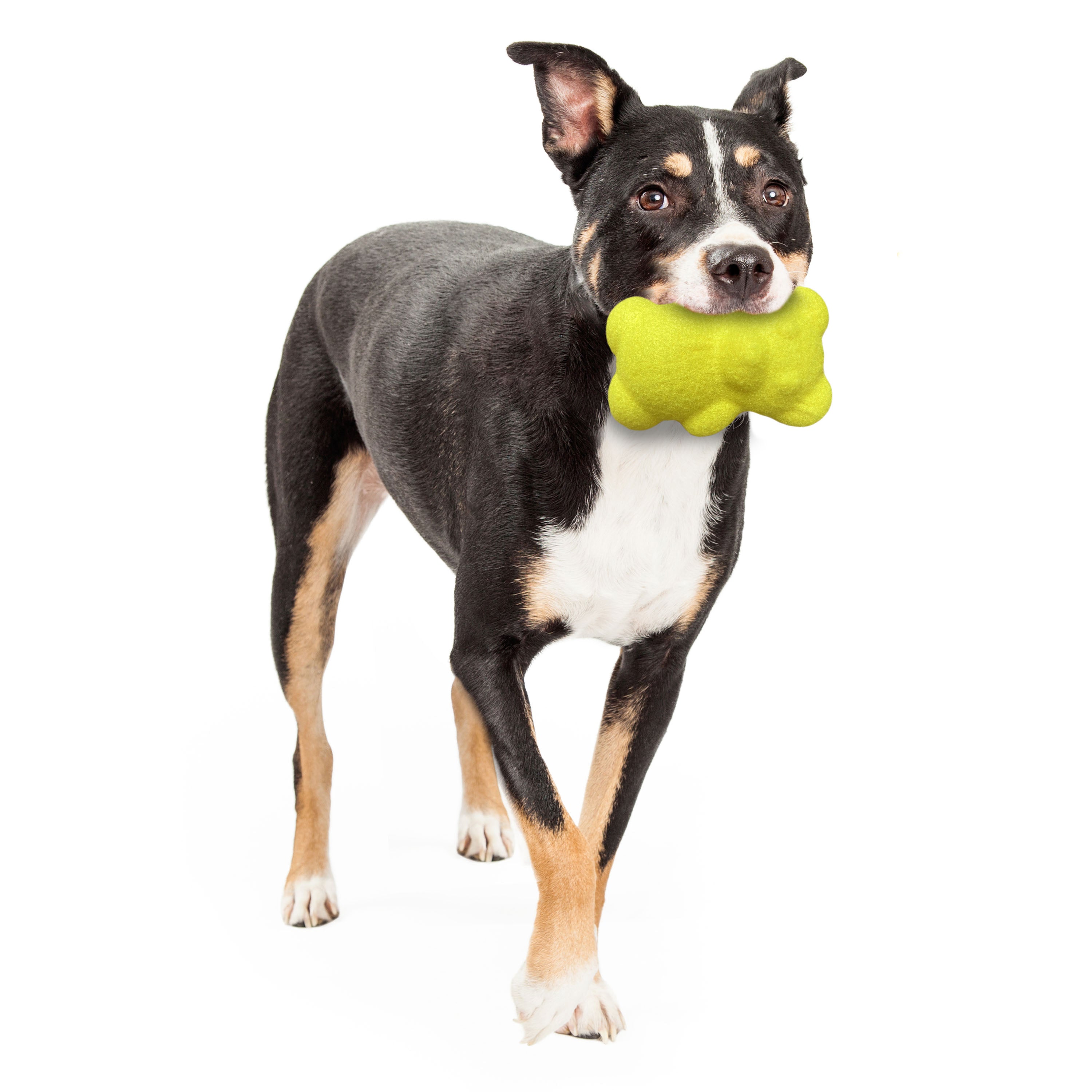 Nylabone Power Play Tennis Teddy Gripz Bear Dog Toy Medium/Wolf - Up To 35 Lbs. (1 ct)