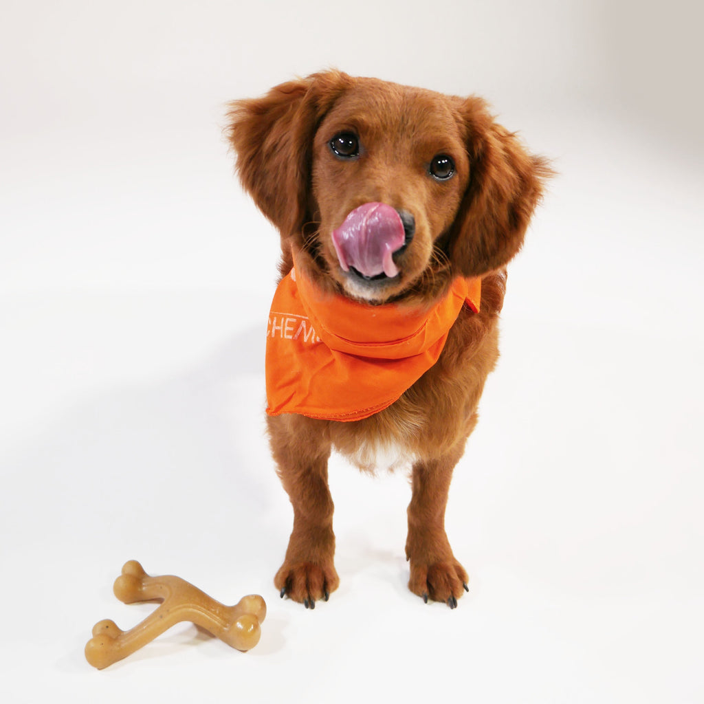Nylabone Gourmet Style Strong Chew Wishbone Dog Chew Toy Chicken, 1ea/SMall/Regular  Up To 25 Ibs. 1 ct