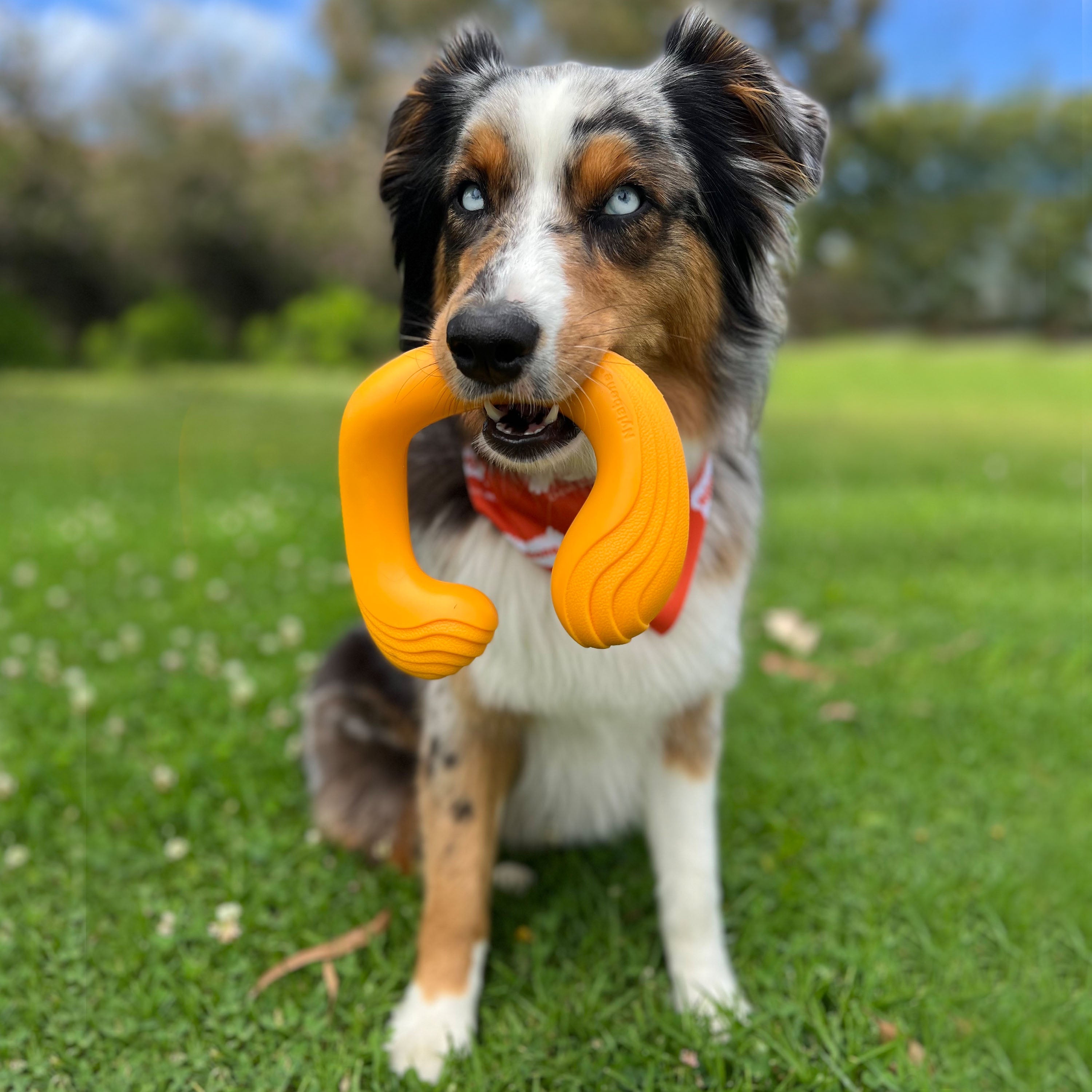 Nylabone Creative Play C-Shuu Dog Chase Toy Orange Large/Giant - Up To 50 Lbs. (1 ct)