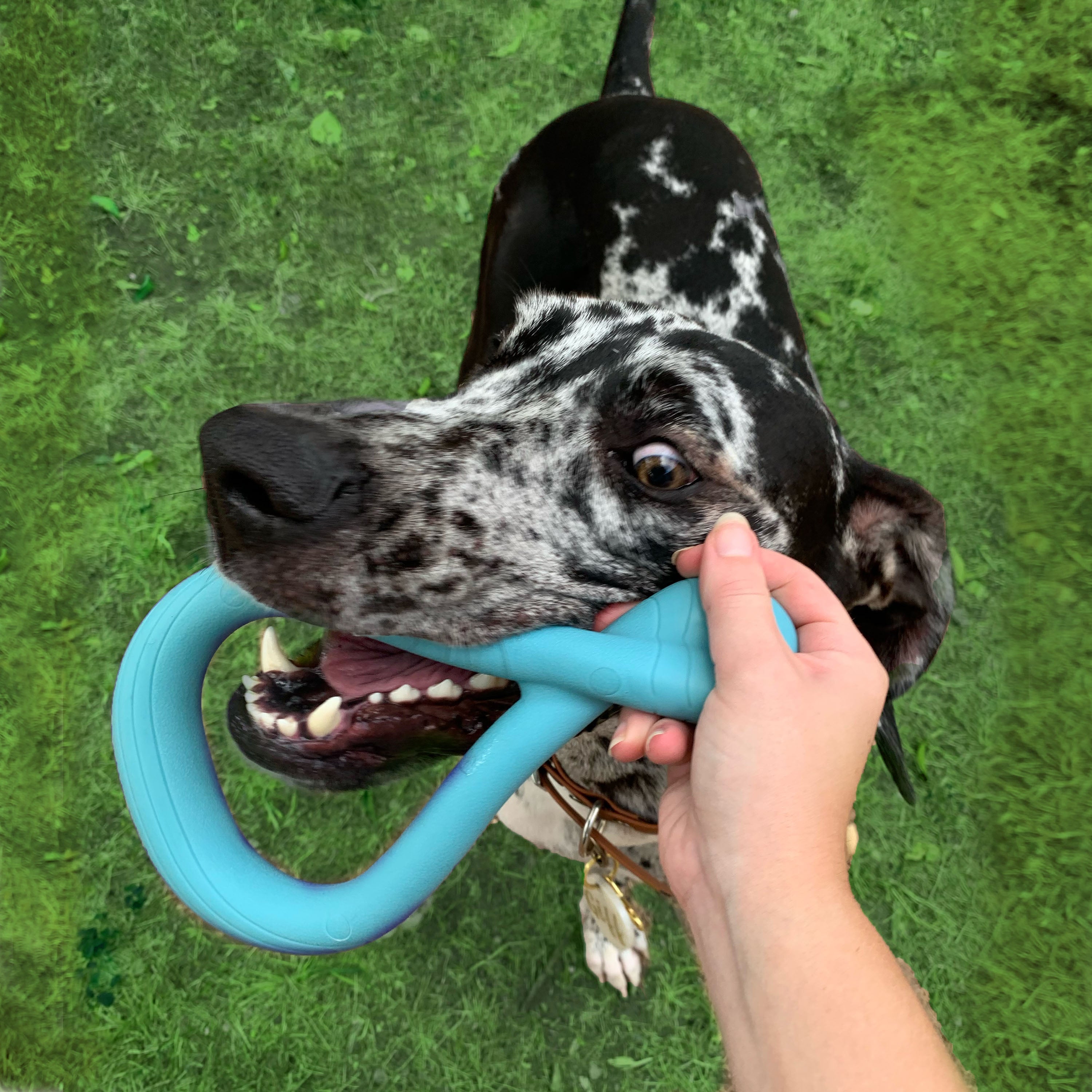 Nylabone Creative Play Tuug Dog Tug Toy Blue, 1ea/Large/Giant  Up To 50 Lbs. 1 ct