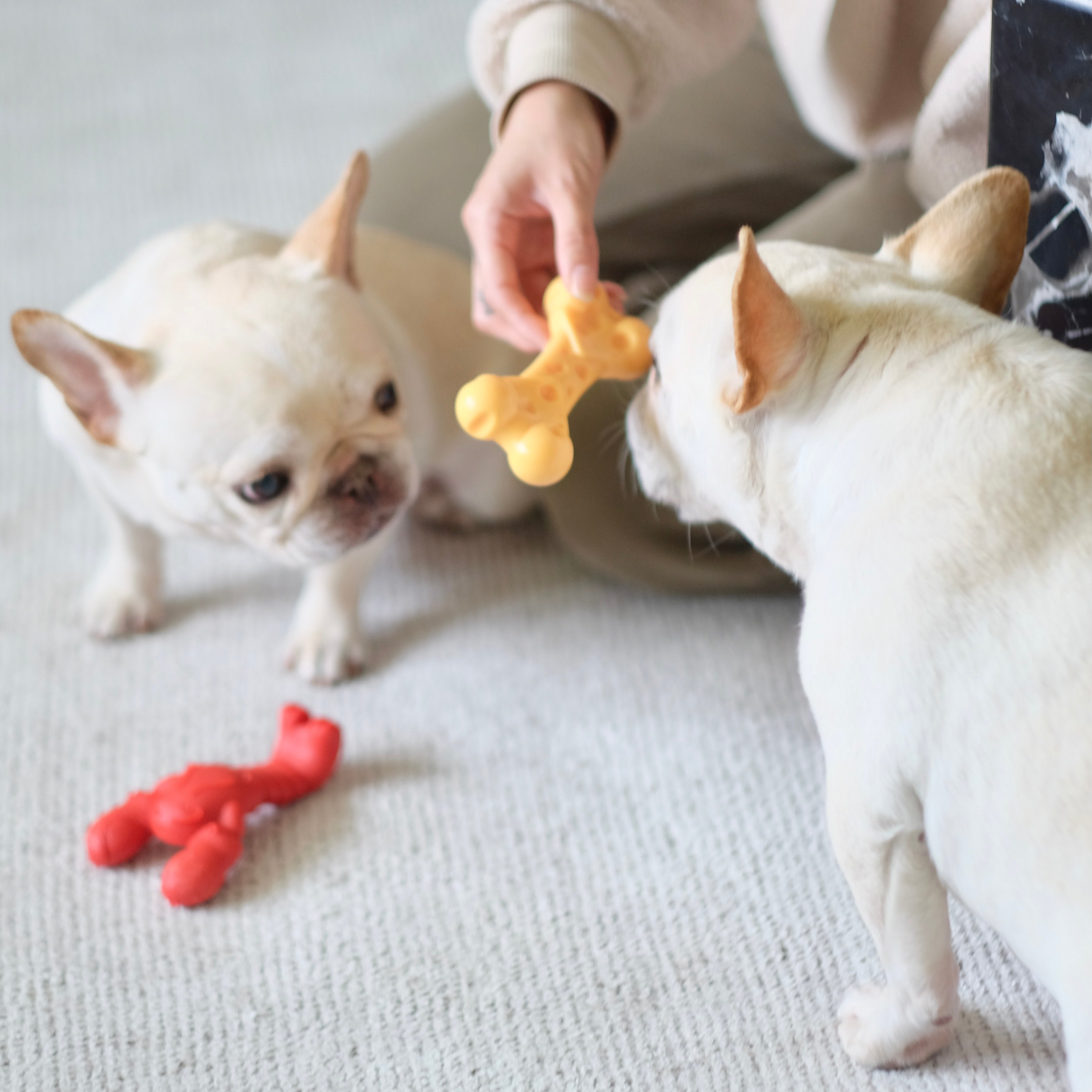 Nylabone Power Chew Lobster Dog Toy Filet Mignon, 1ea/Medium/Wolf  Up To 35 Lbs. 1 ct
