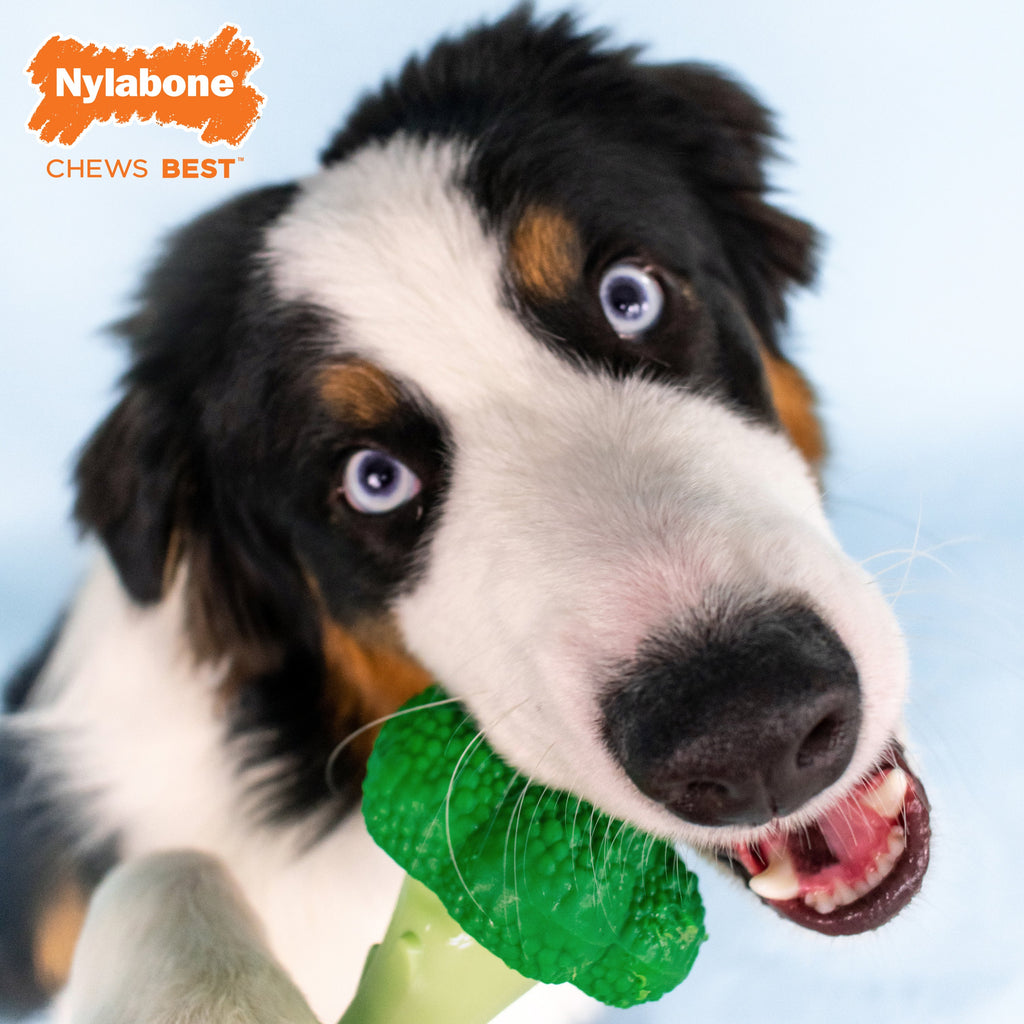 Nylabone Power Chew Broccoli Dog Toy Bacon  Cheese, 1ea/Large/Giant  Up To 50 Lbs. 1 ct