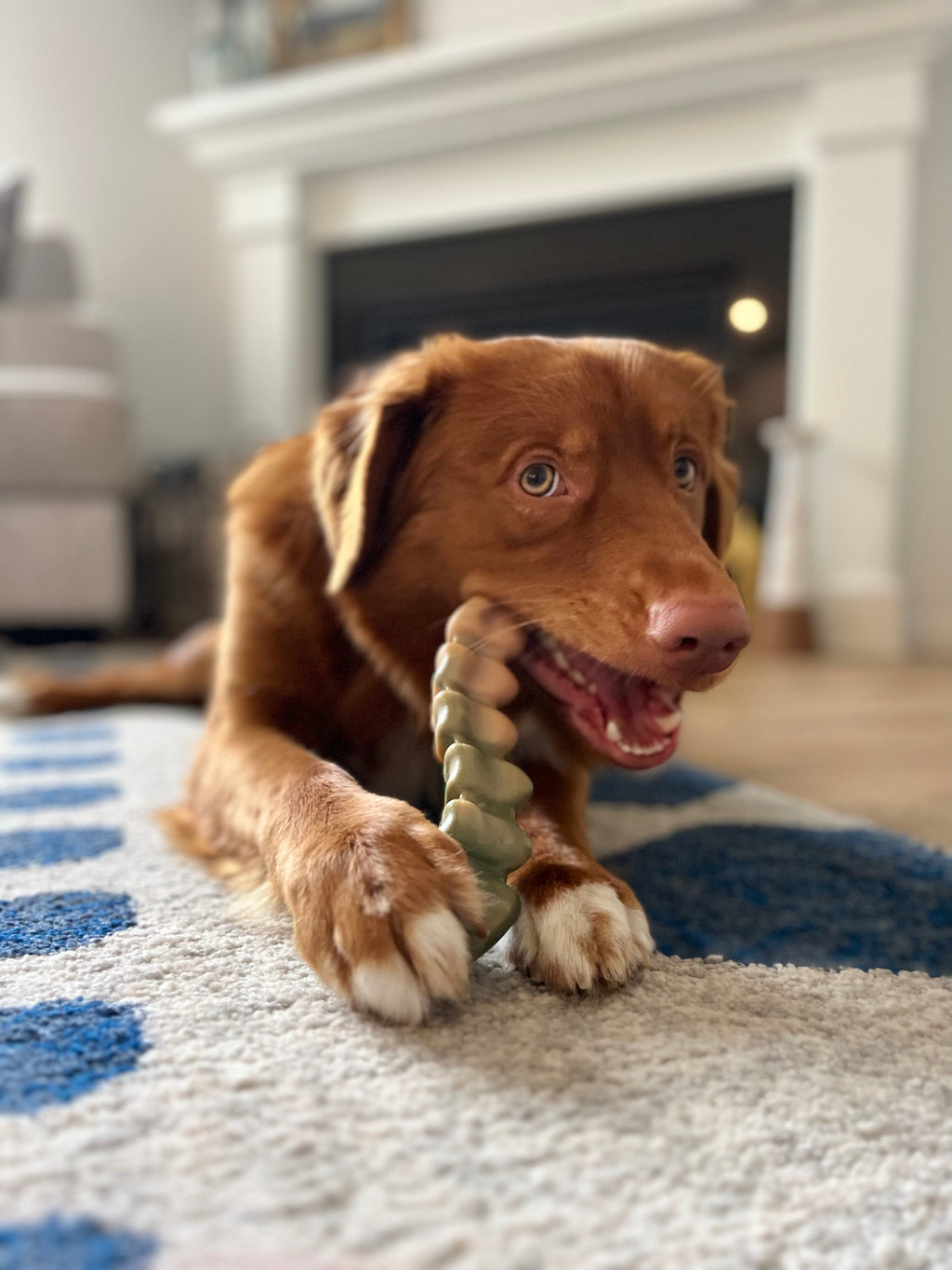 Nylabone Power Chew Gator Tail Alternative Chew Toy Chicken, 1ea/Large/Giant  Up To 50 Lbs. 1 ct