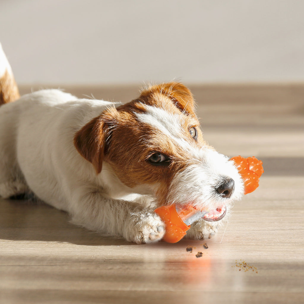 Nylabone Sneaky Snacker Dog Treat Toy Bacon, Orange, 1ea/Medium/Wolf  Up To 35 Lbs. 1 ct