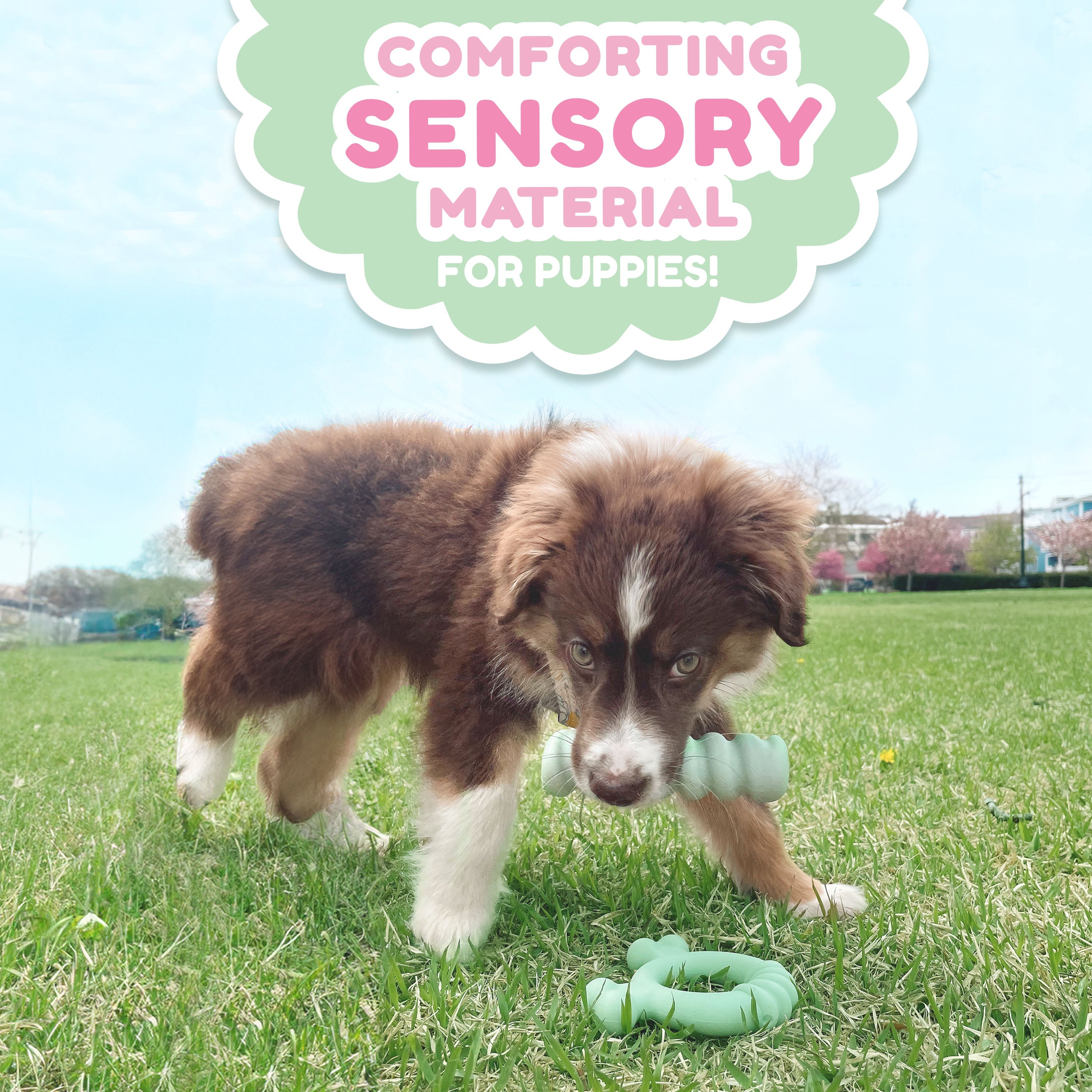 Nylabone Sensory Material Puppy Teething Ring Chicken, 1ea/SMall/Regular  Up To 25 Ibs. 1 ct