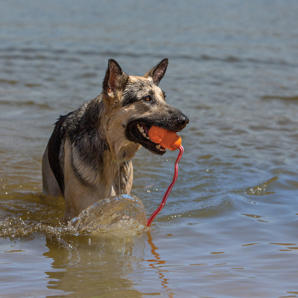 KONG Aqua Dog Toy Large Between 30-65 lbs