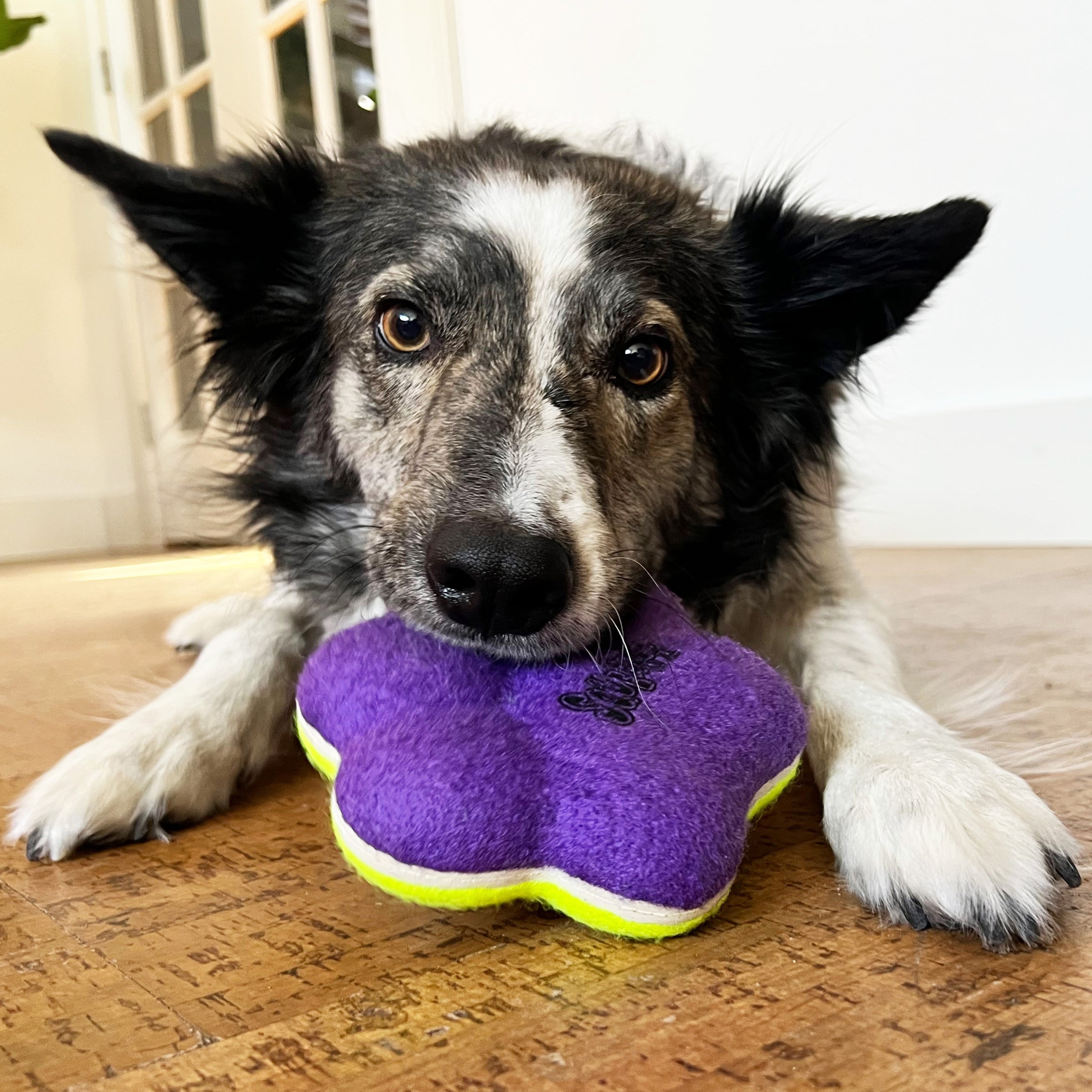 KONG Airdog Squeaker Paw Dog Toy Medium