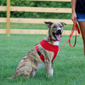 Coastal SinglePly Nylon Dog Leash Red, 1ea/3/4 In X 4 ft