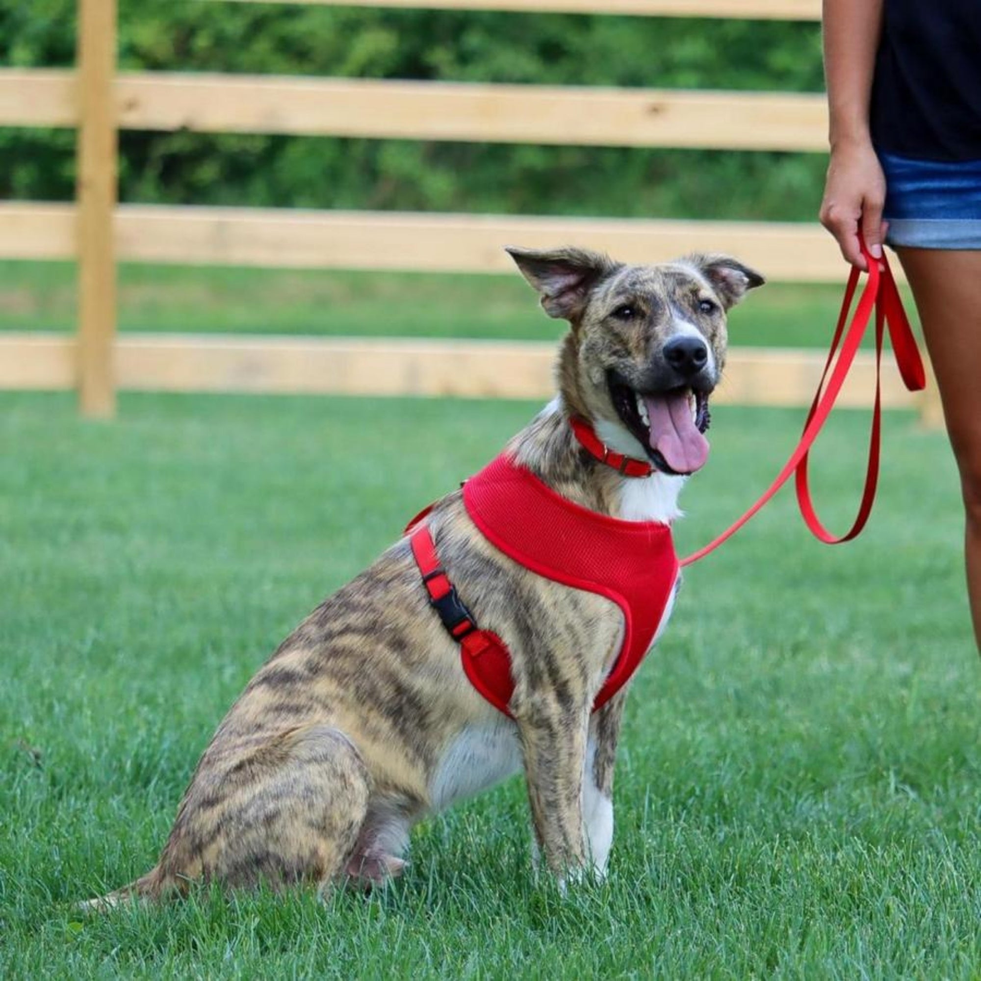 Coastal SinglePly Nylon Dog Leash Red, 1ea/3/4 In X 4 ft