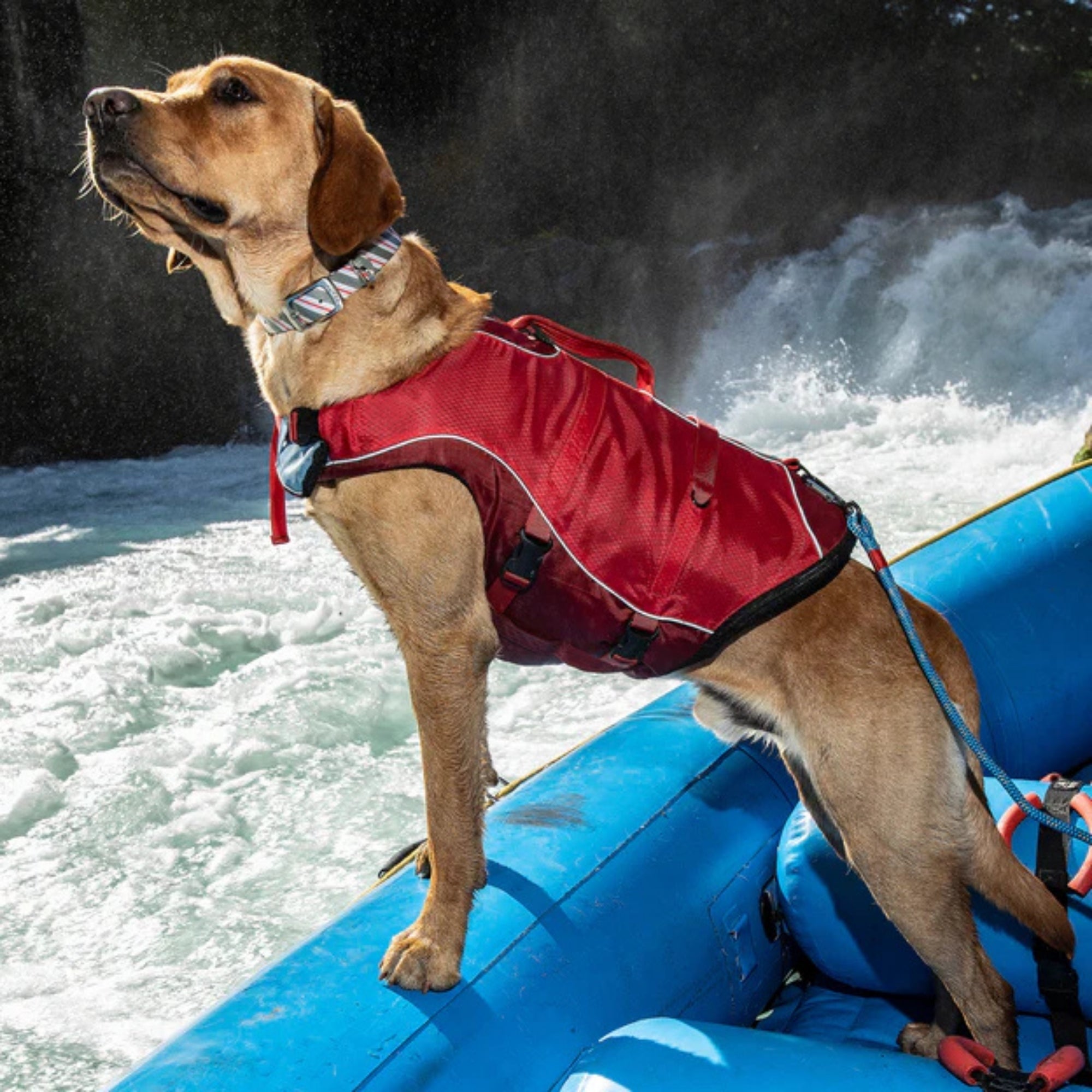 !KURGO D LIFE JACKET YL MD