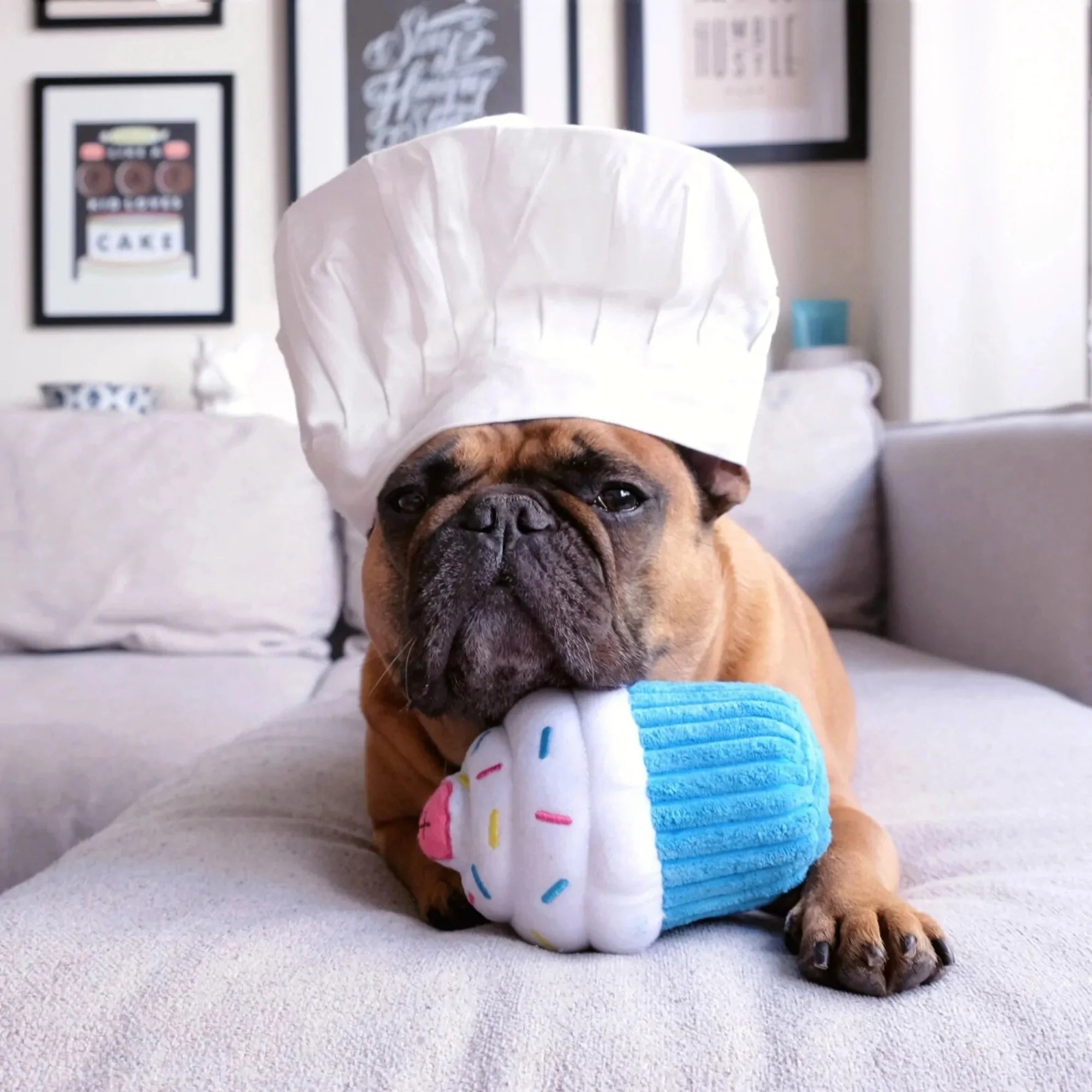 ZippyPaws Cupcake Dog Toy Blue, 1ea/MD